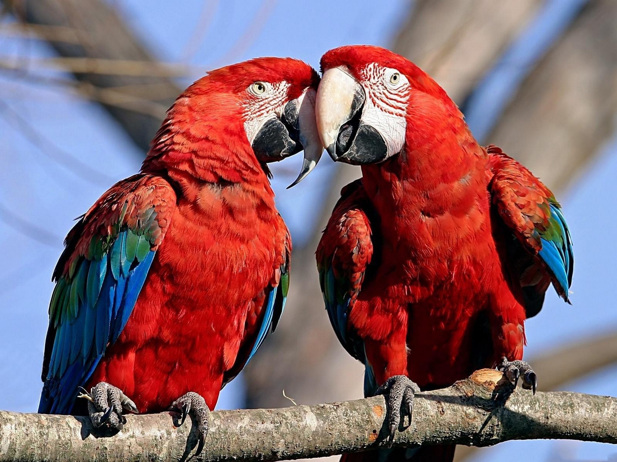 278729 скачать обои красно зеленый ара, животные, птицы - заставки и картинки бесплатно