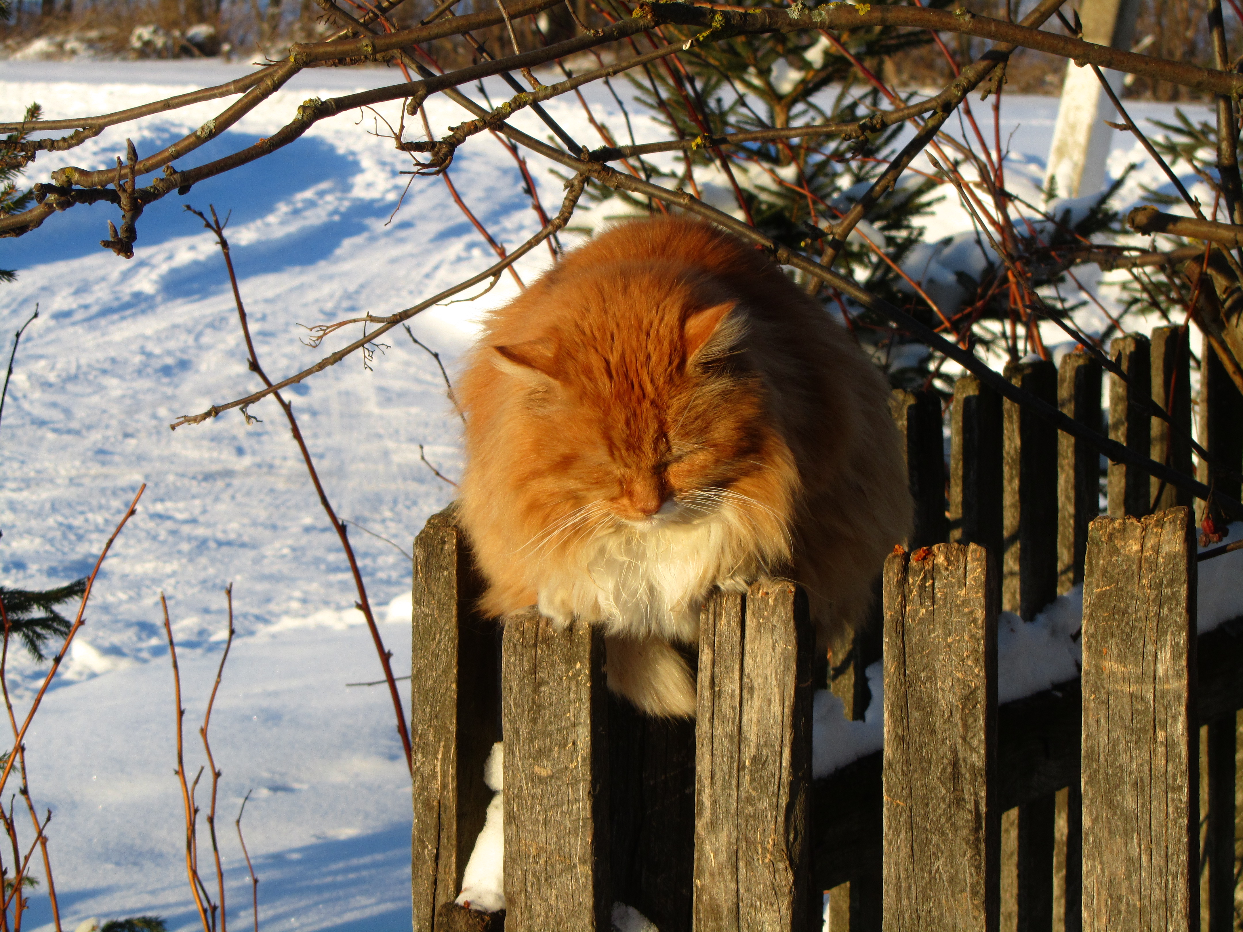 Descarga gratuita de fondo de pantalla para móvil de Animales, Gatos, Gato.