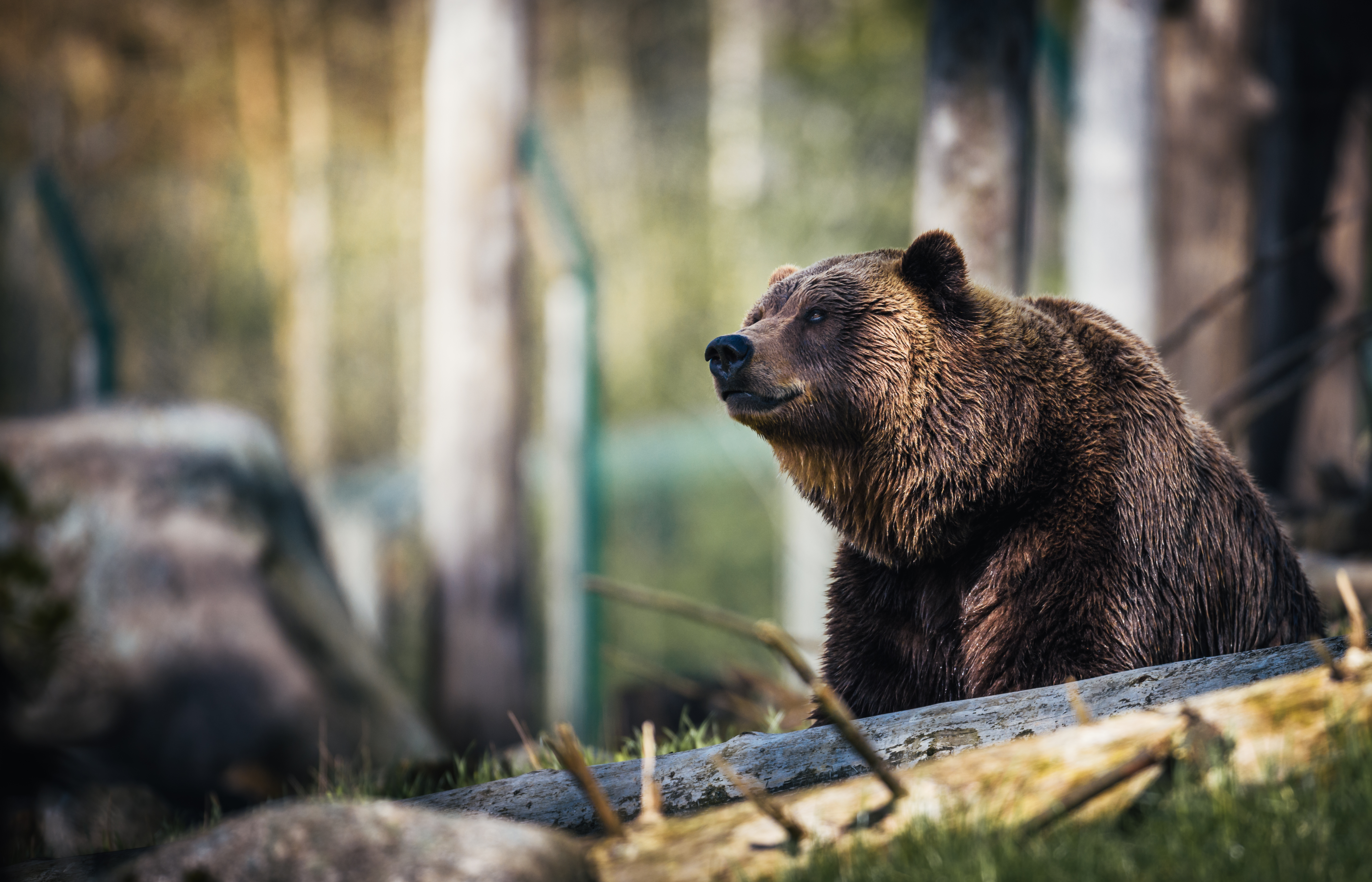 Laden Sie das Tiere, Bären, Bär, Tiefenschärfe-Bild kostenlos auf Ihren PC-Desktop herunter