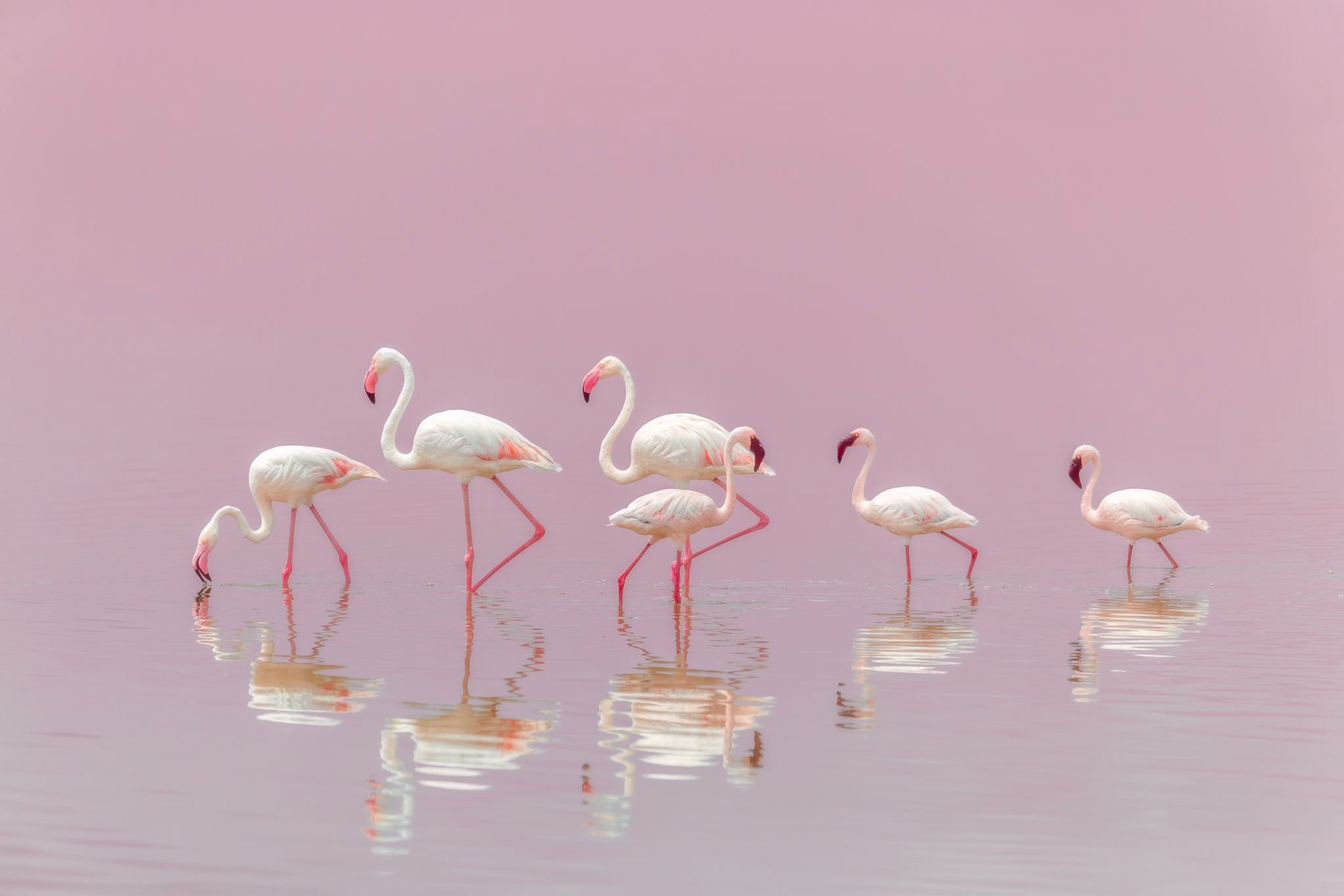 Handy-Wallpaper Tiere, Vögel, Flamingo, Vogel, Spiegelung kostenlos herunterladen.