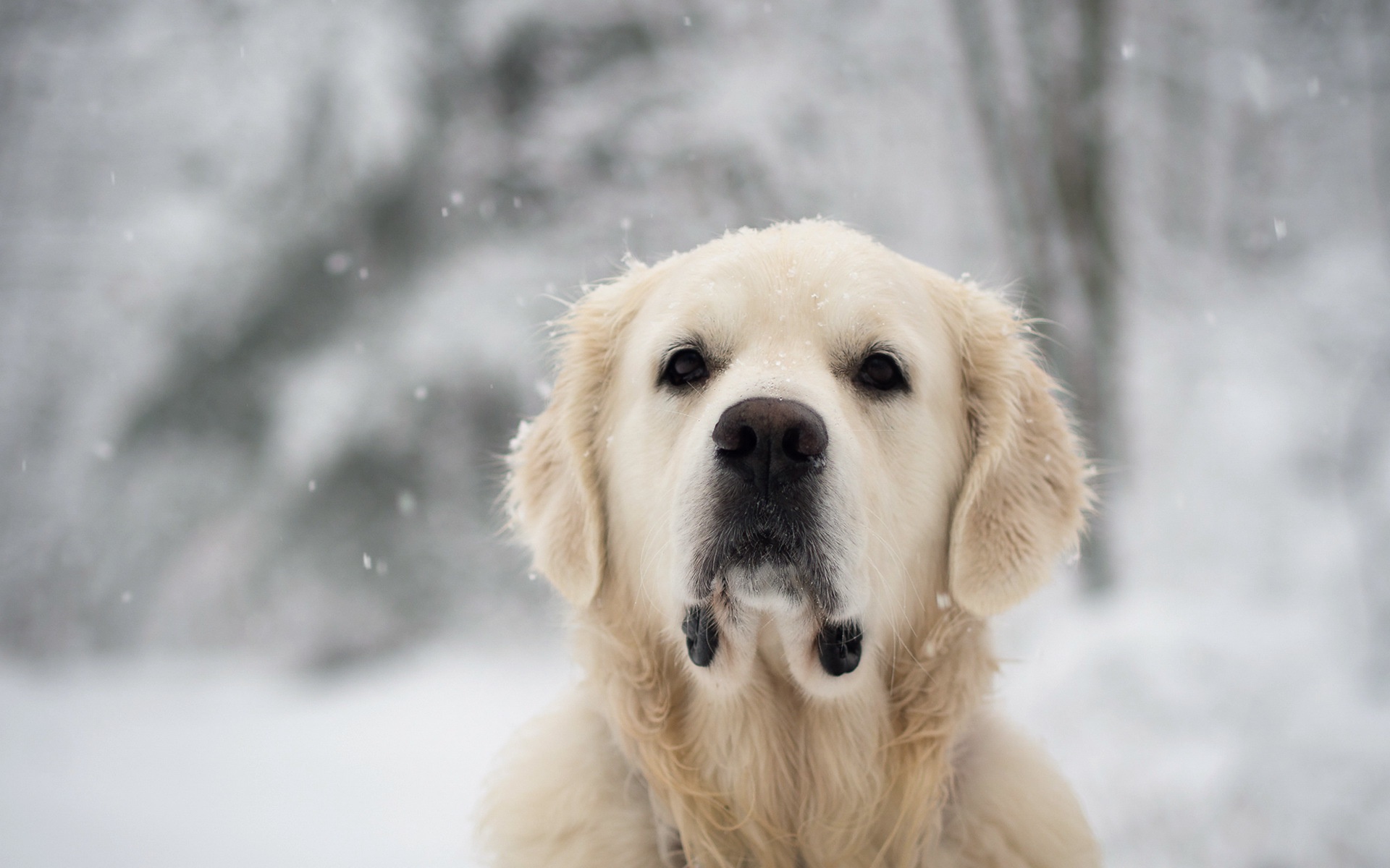 Download mobile wallpaper Dogs, Snow, Dog, Blur, Close Up, Animal, Golden Retriever for free.