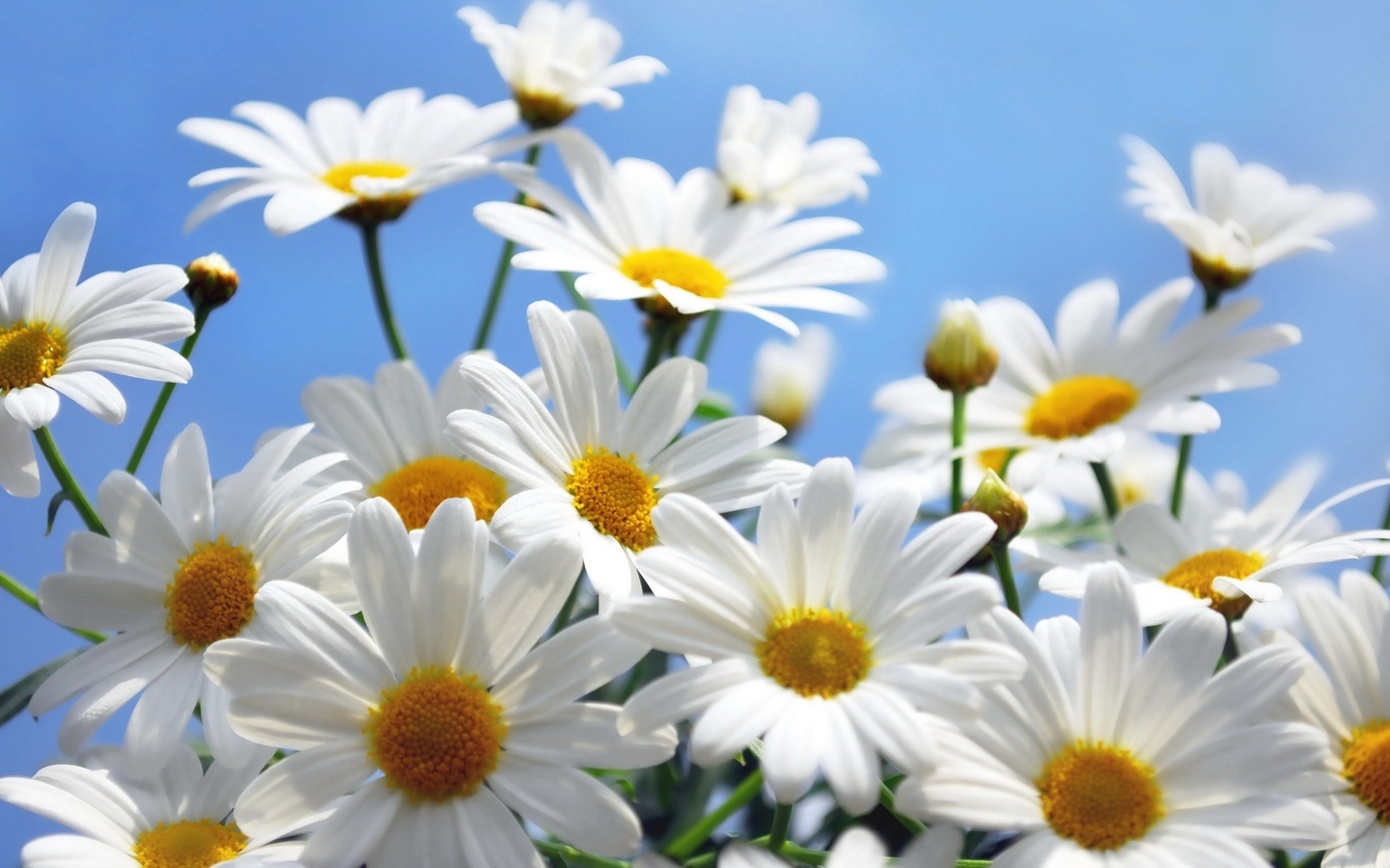 Download PC Wallpaper camomile, plants, flowers