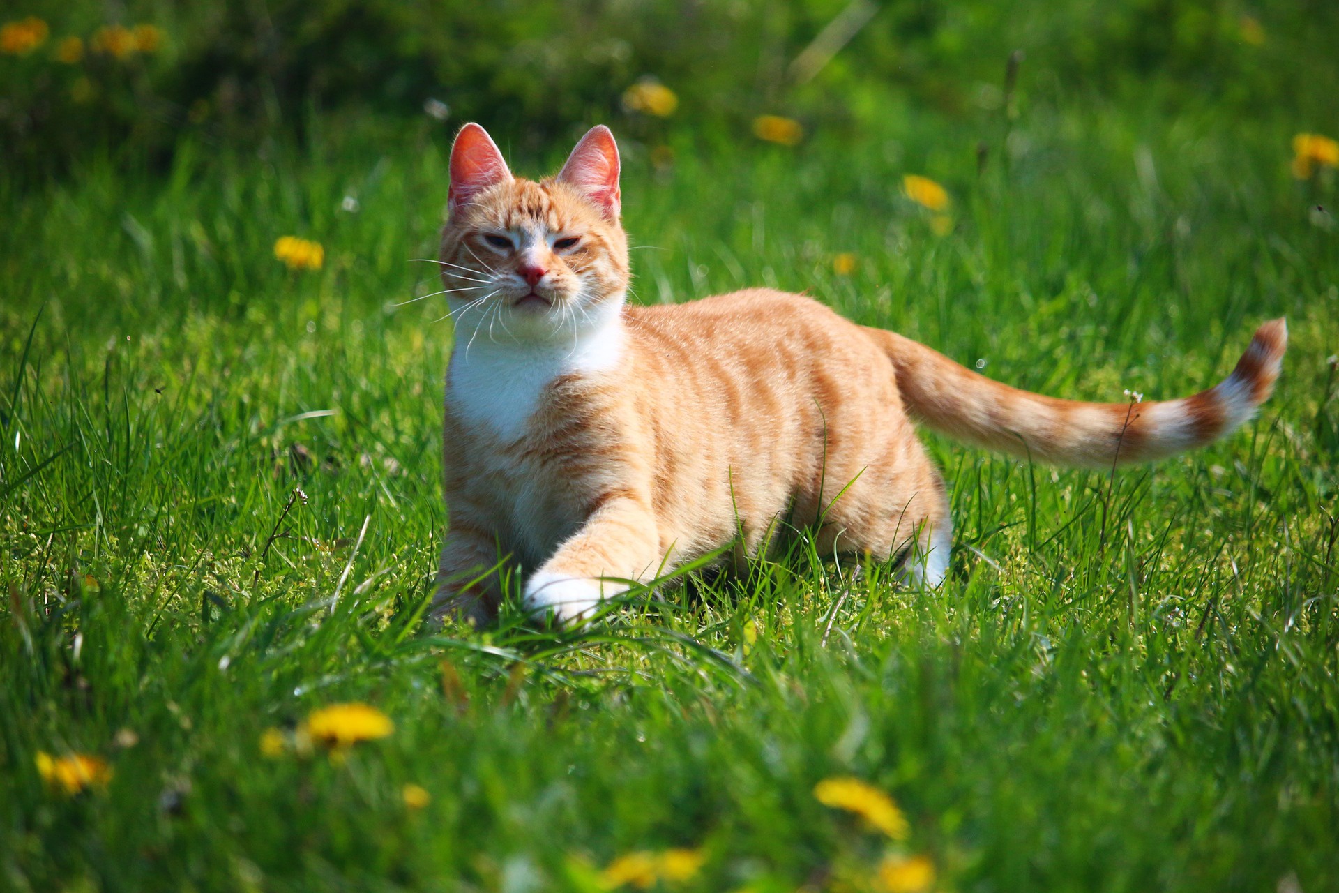 Download mobile wallpaper Cats, Grass, Cat, Animal for free.