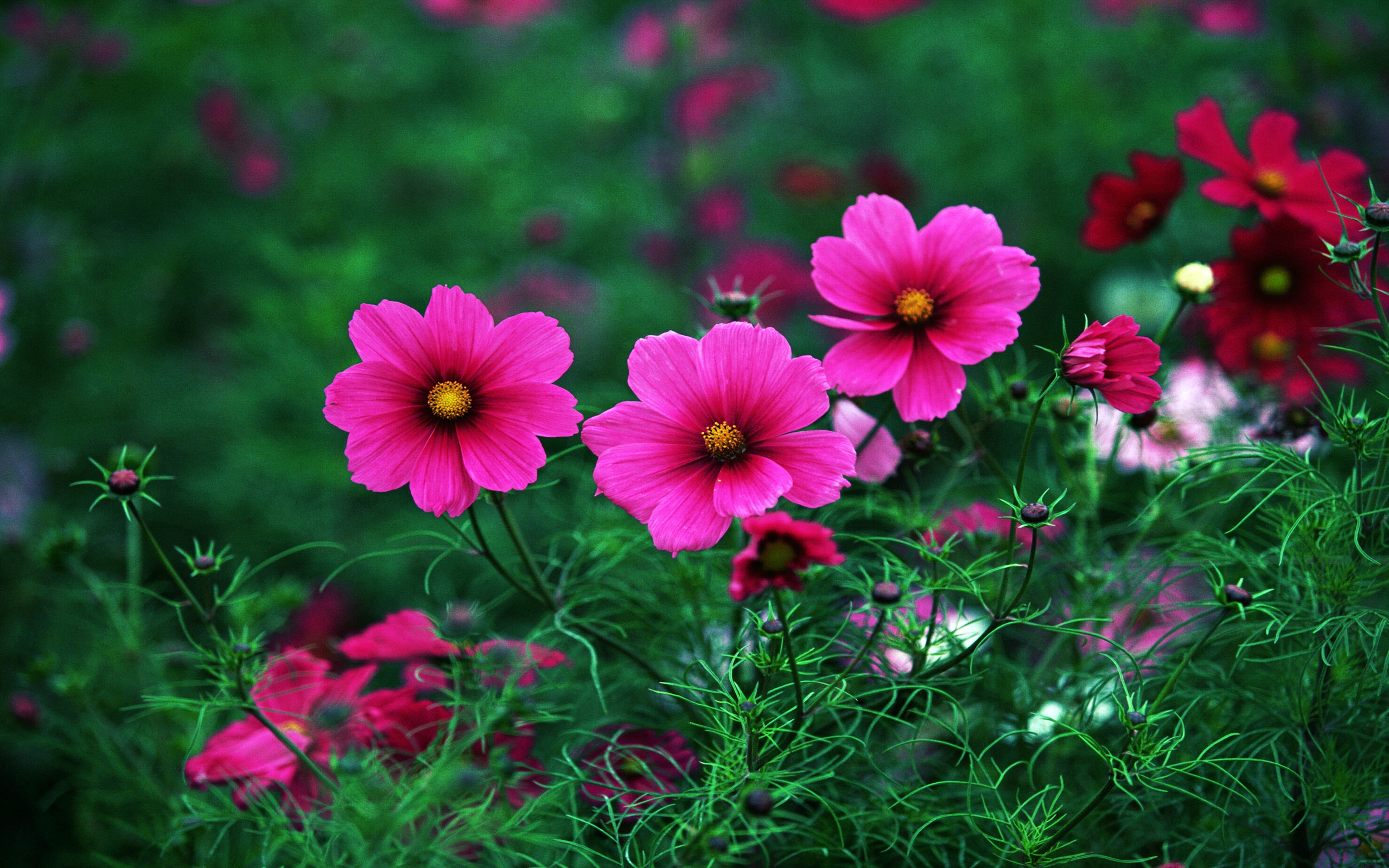Laden Sie das Natur, Blumen, Blume, Nahansicht, Gras, Erde/natur, Pinke Blume, Kosmeen-Bild kostenlos auf Ihren PC-Desktop herunter