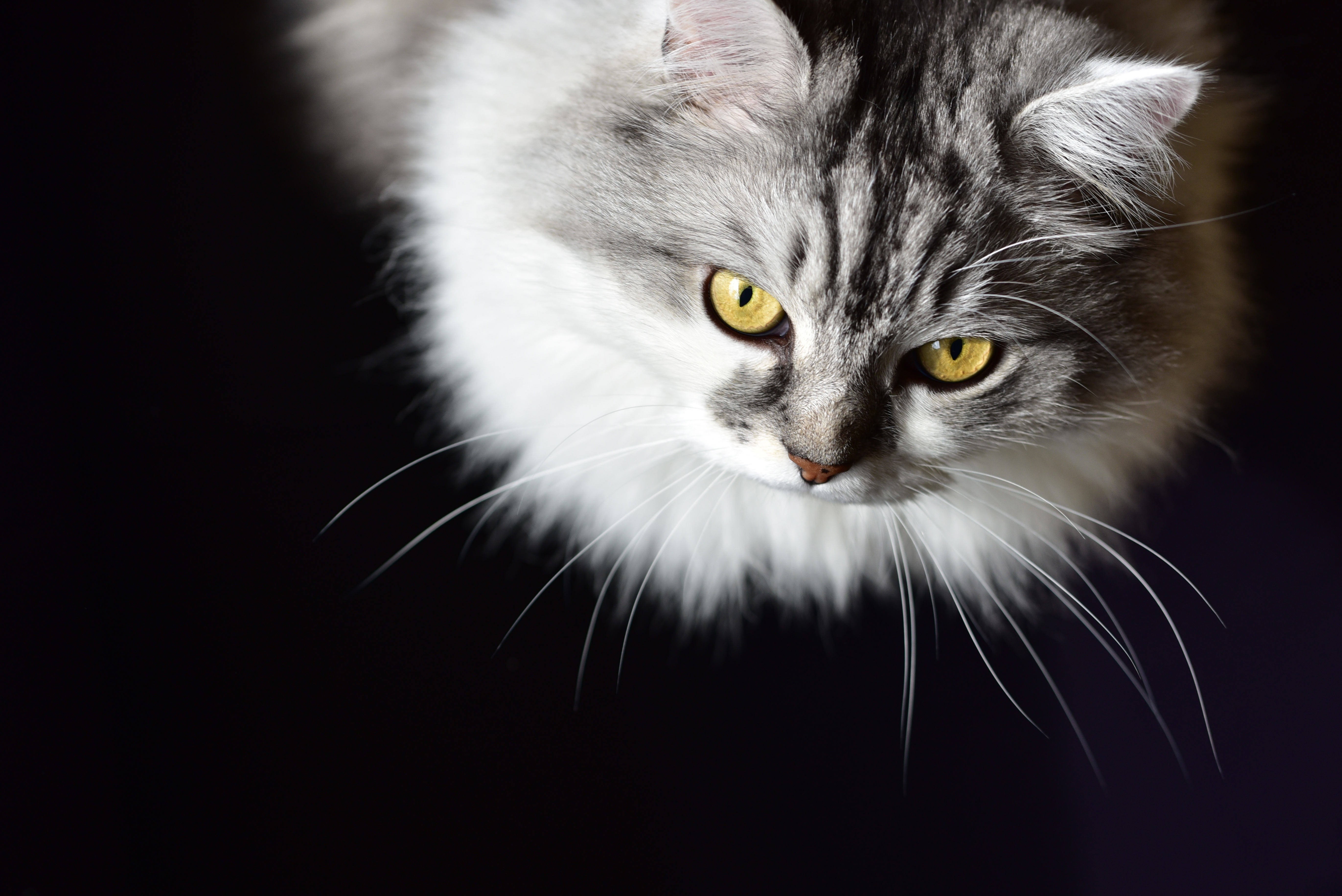 Download mobile wallpaper Cats, Cat, Animal for free.