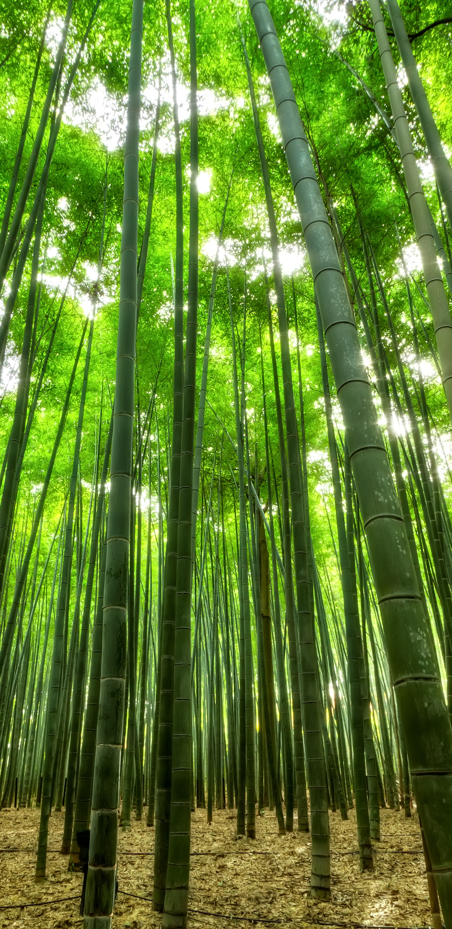 Handy-Wallpaper Bambus, Japan, Erde/natur kostenlos herunterladen.