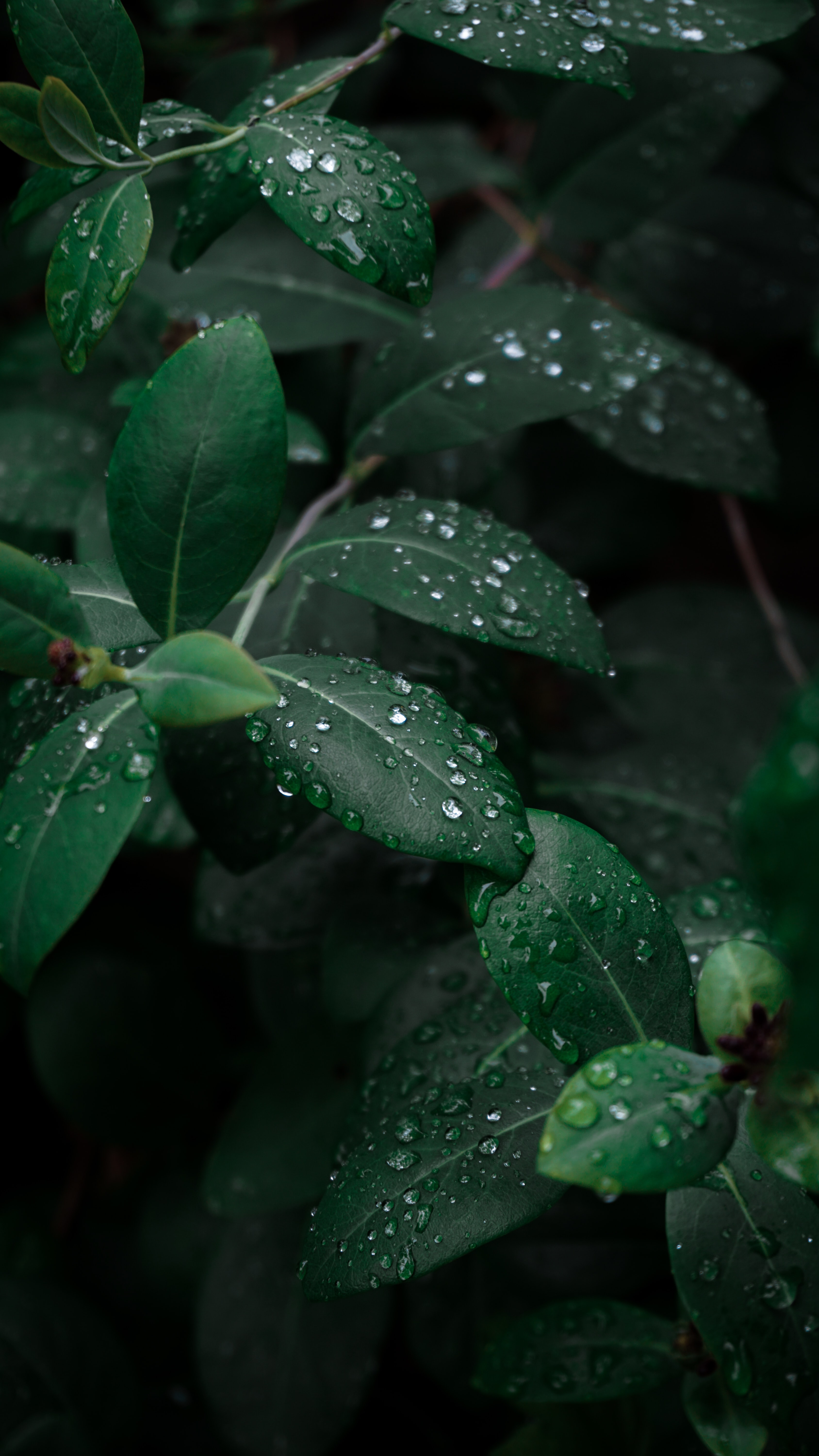 drops, leaves, macro, dark, branches, dew FHD, 4K, UHD