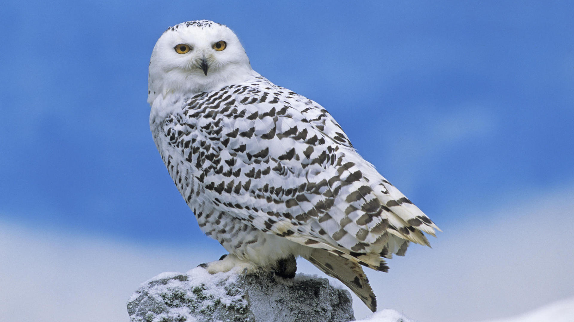 Laden Sie das Tiere, Vögel, Schnee Eule-Bild kostenlos auf Ihren PC-Desktop herunter
