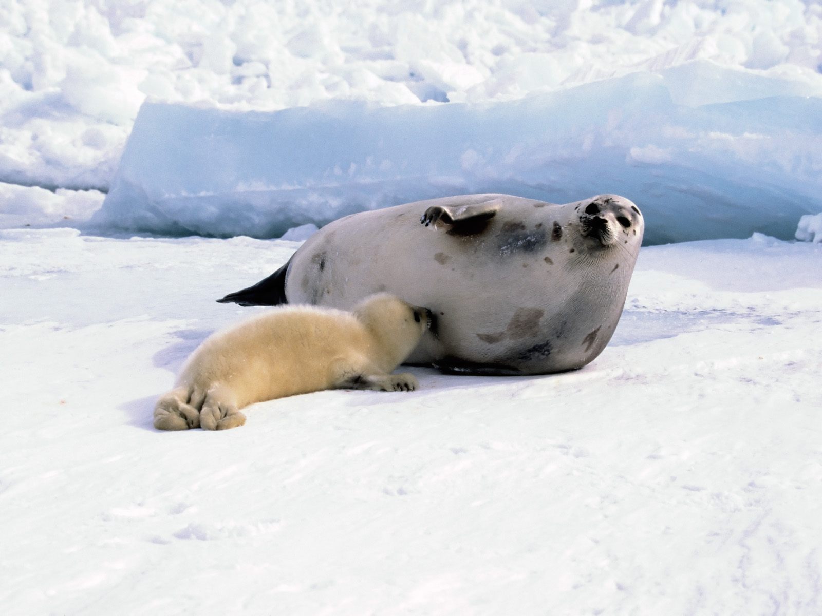 259540 baixar imagens animais, foca, selos - papéis de parede e protetores de tela gratuitamente