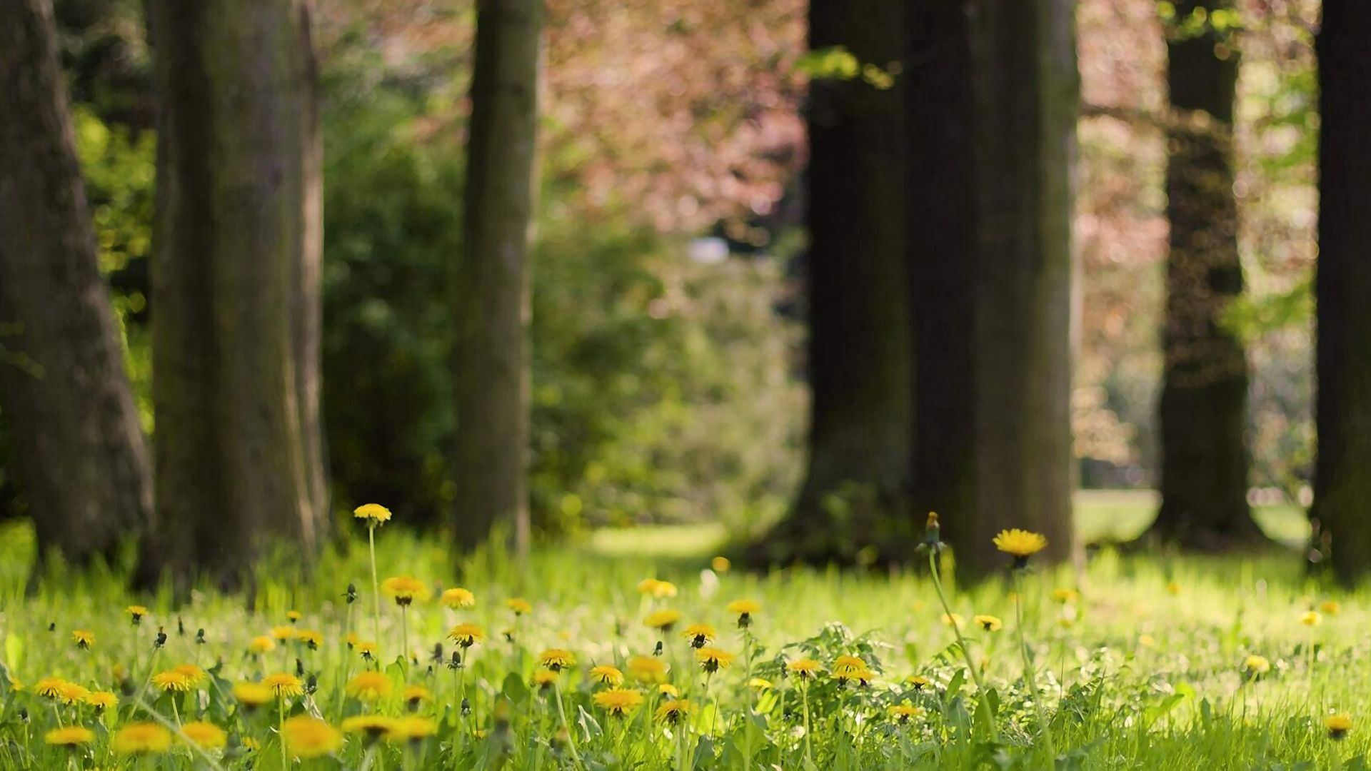 nature, flowers, grass, dandelions HD for desktop 1080p