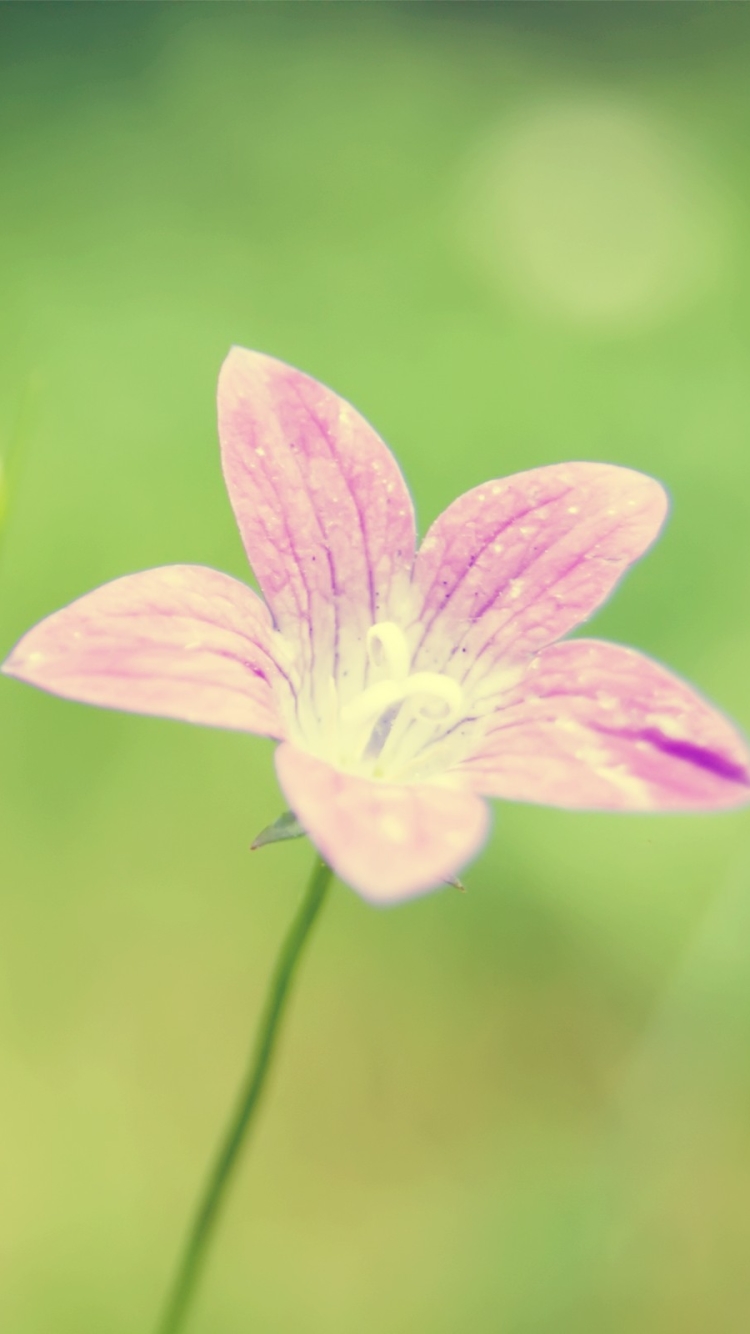 Descarga gratuita de fondo de pantalla para móvil de Flores, Flor, Tierra/naturaleza.