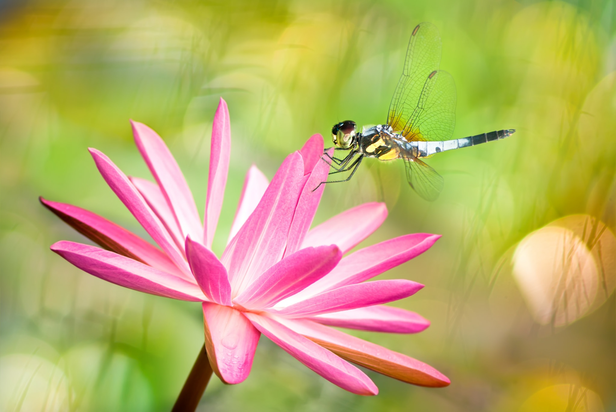 Download mobile wallpaper Insects, Flower, Macro, Insect, Animal, Dragonfly, Pink Flower for free.