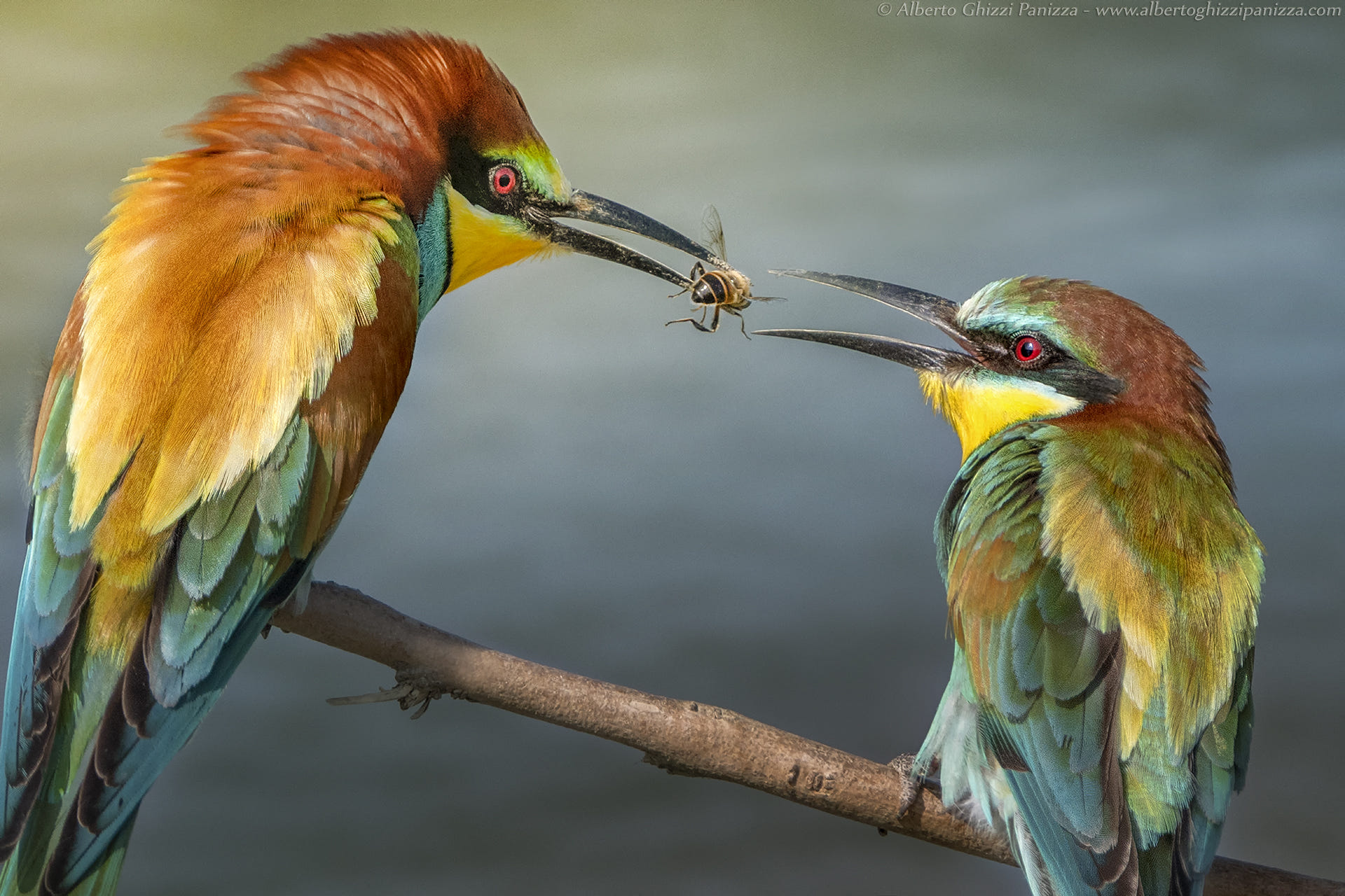 Download mobile wallpaper Birds, Bird, Bee, Animal, Colorful, Bee Eater for free.