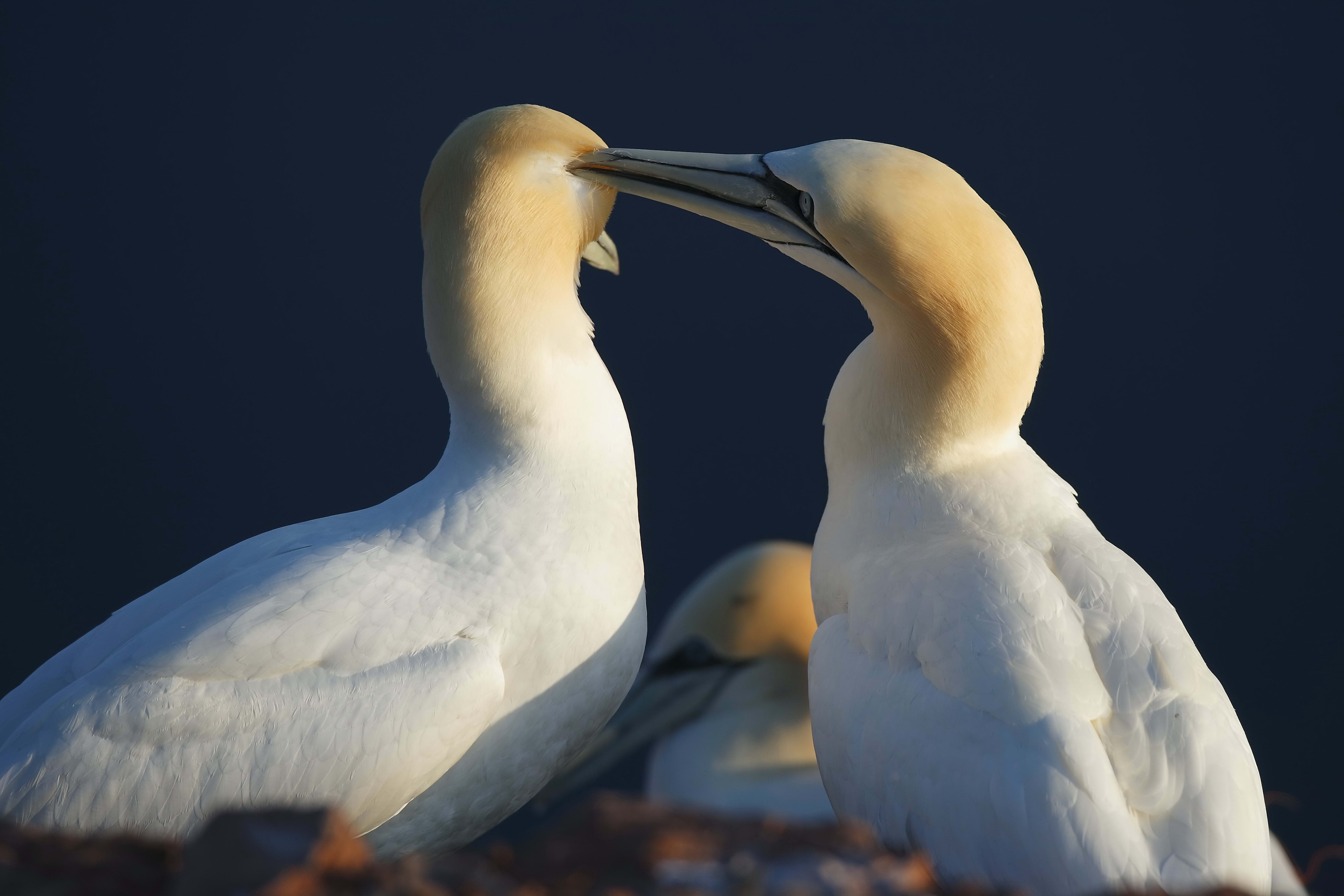 PC Wallpapers animals, love, bird, couple, pair, care, tenderness