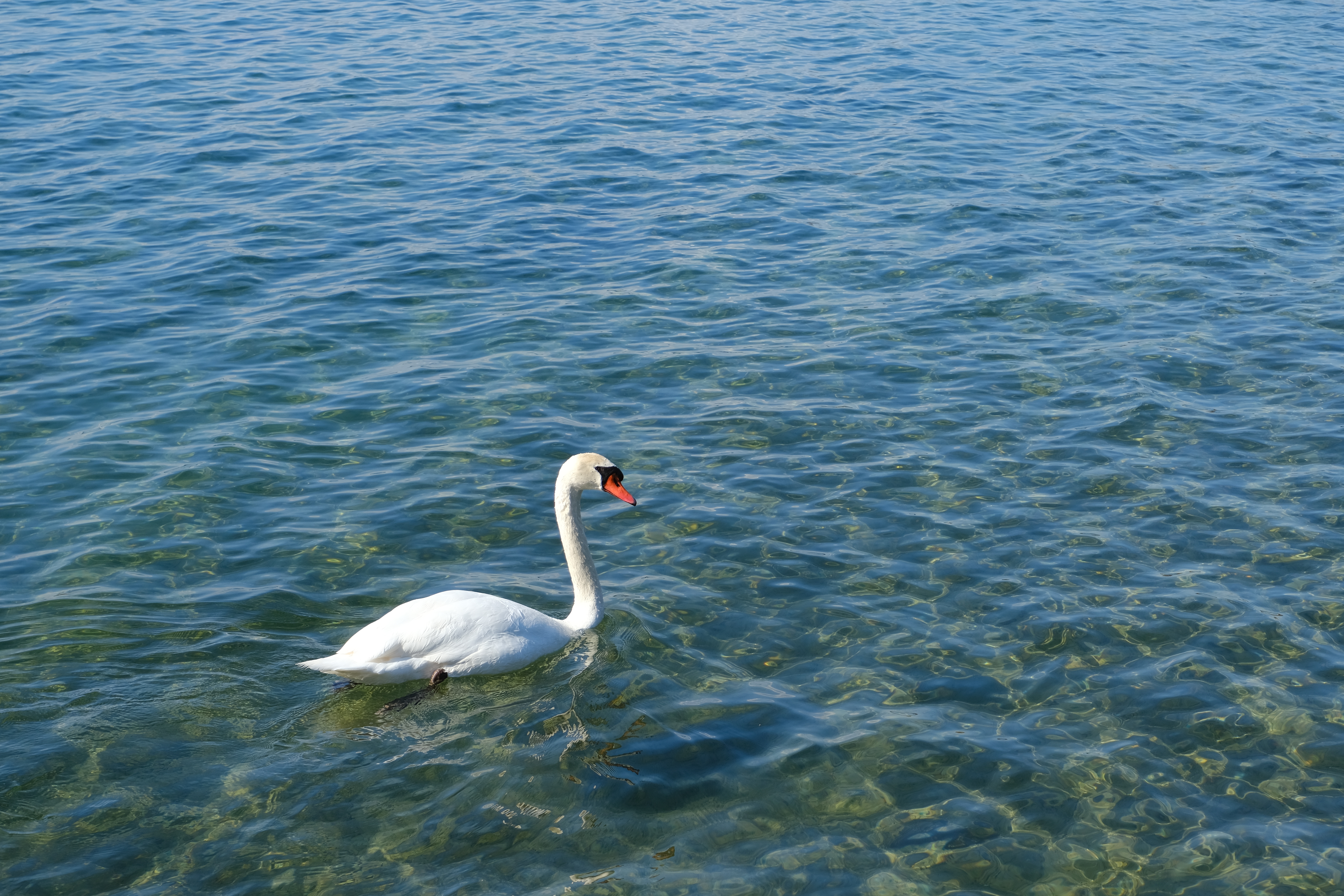 Download mobile wallpaper Water, Animals, Swan, Waves, Bird for free.