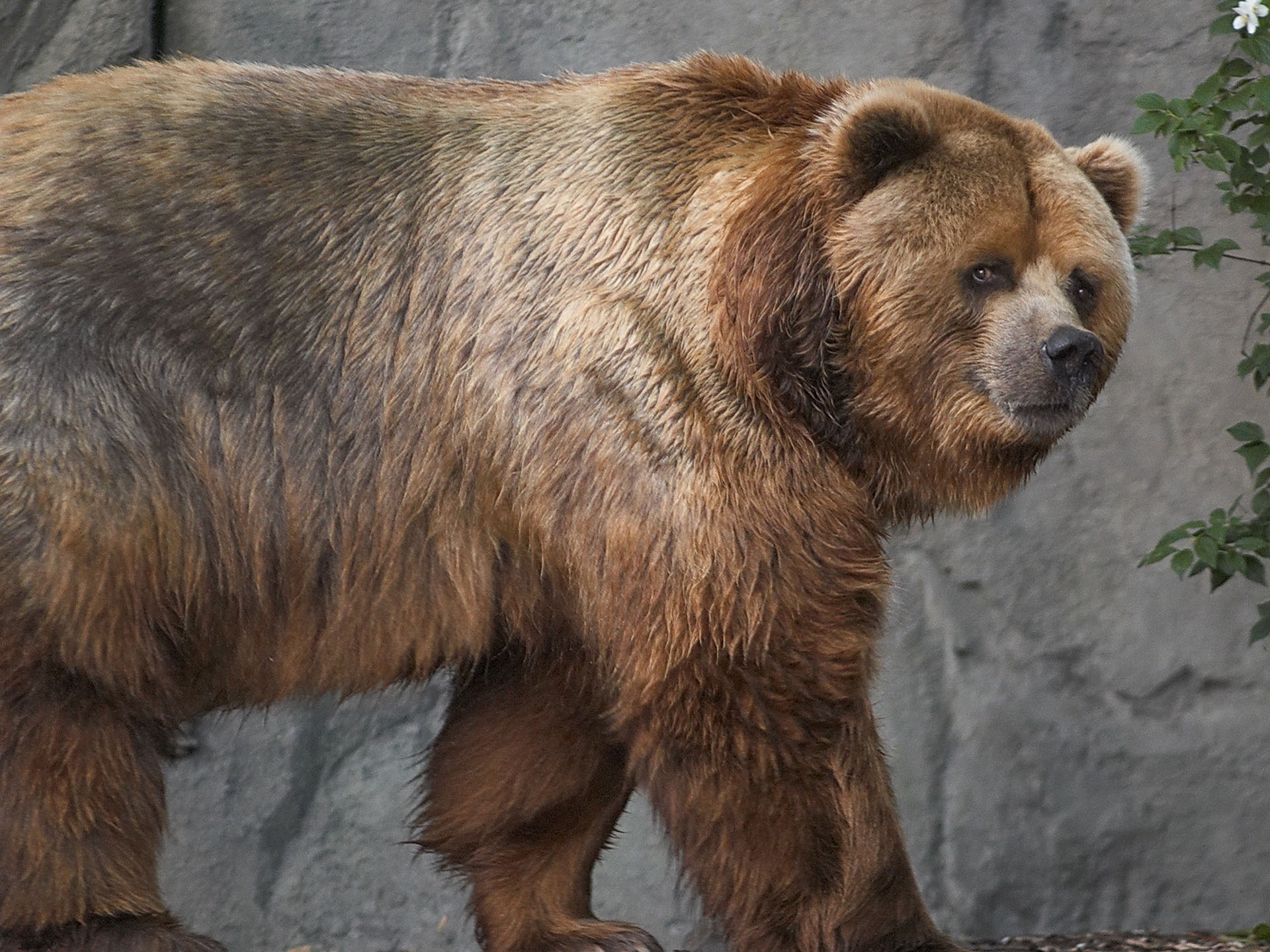 119288壁紙のダウンロード動物, 褐色, くま, 熊, 散歩, 太い, 厚い, コディアック-スクリーンセーバーと写真を無料で