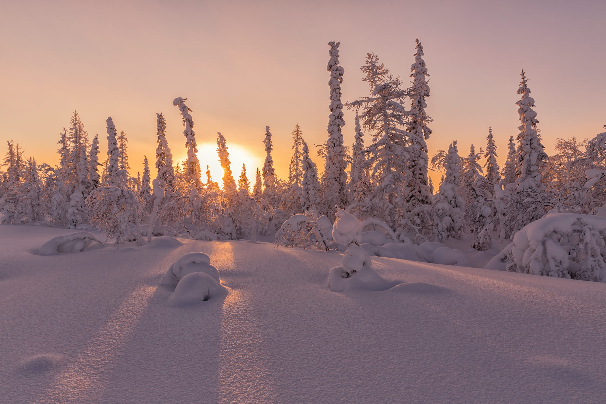Download mobile wallpaper Winter, Sunset, Sky, Sun, Snow, Earth, Fir Tree for free.