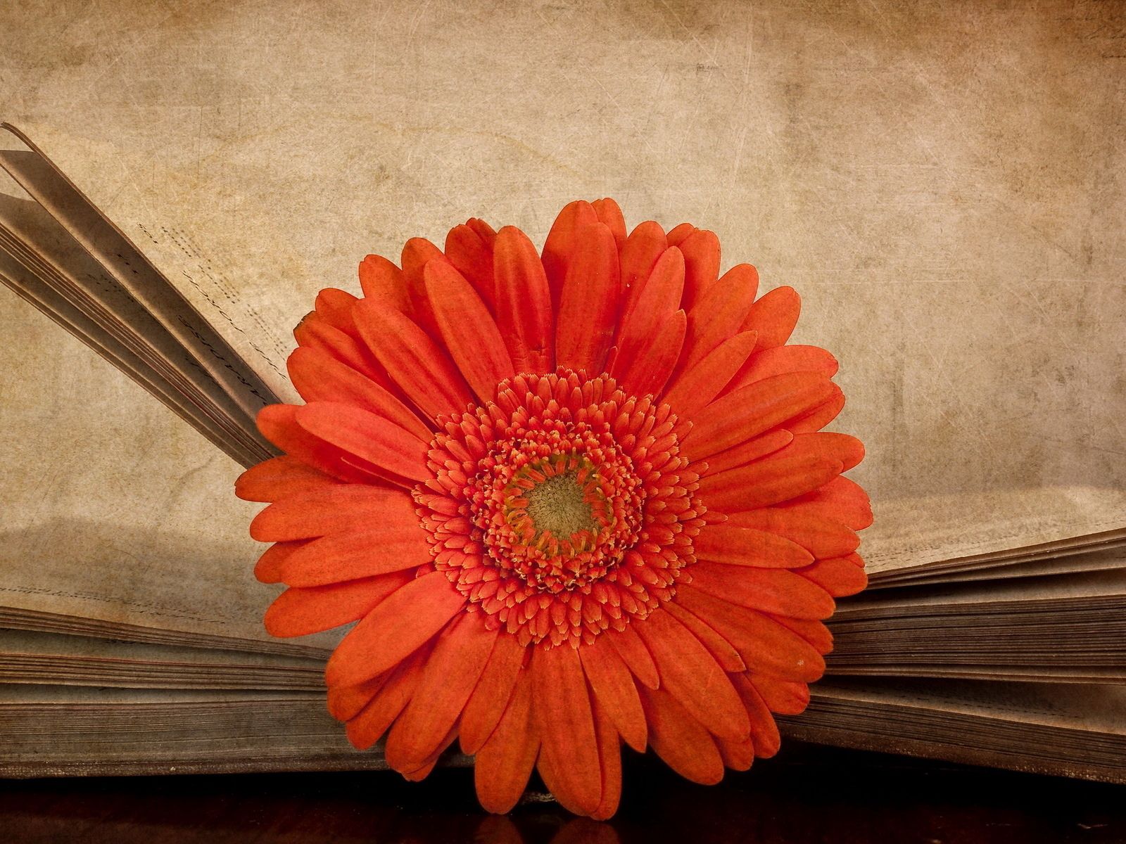 Descarga gratis la imagen Flores, Flor, Gerbera, Libro en el escritorio de tu PC