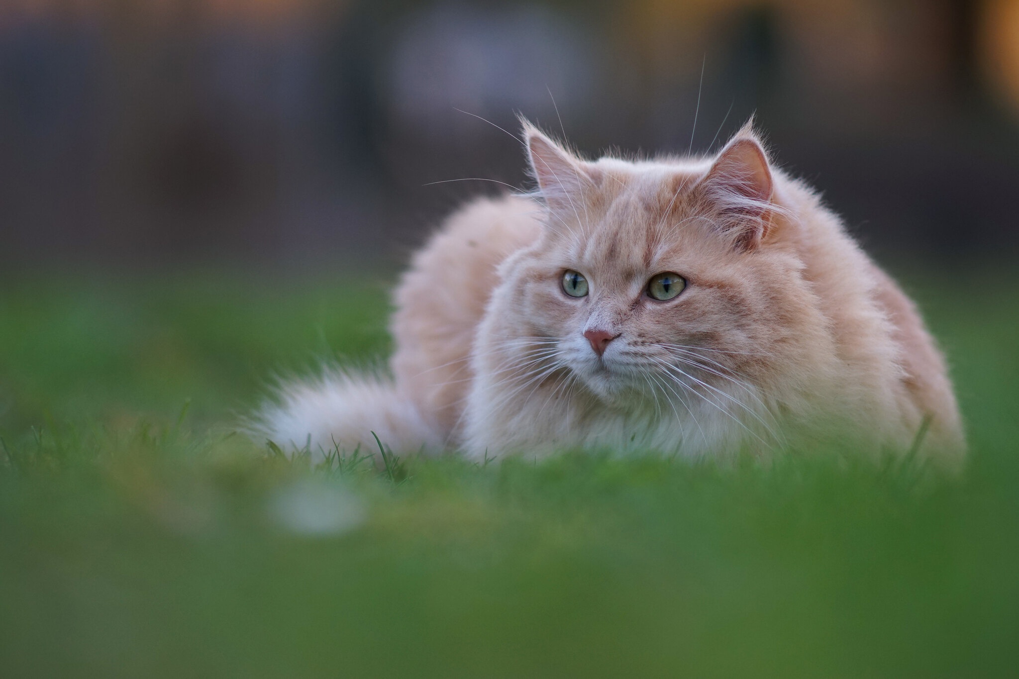 Handy-Wallpaper Tiere, Katzen, Katze kostenlos herunterladen.