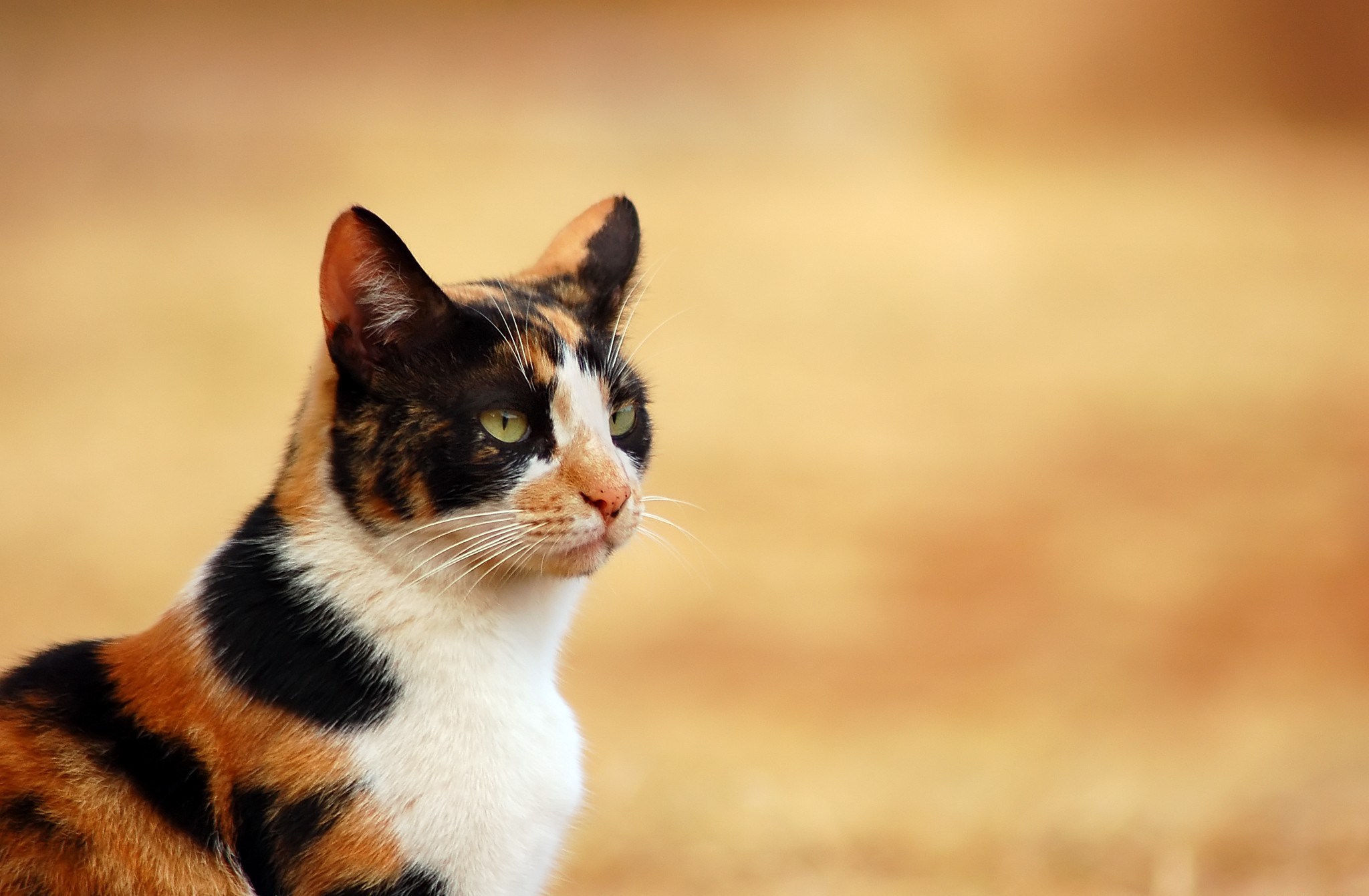 無料モバイル壁紙動物, ネコ, 猫をダウンロードします。