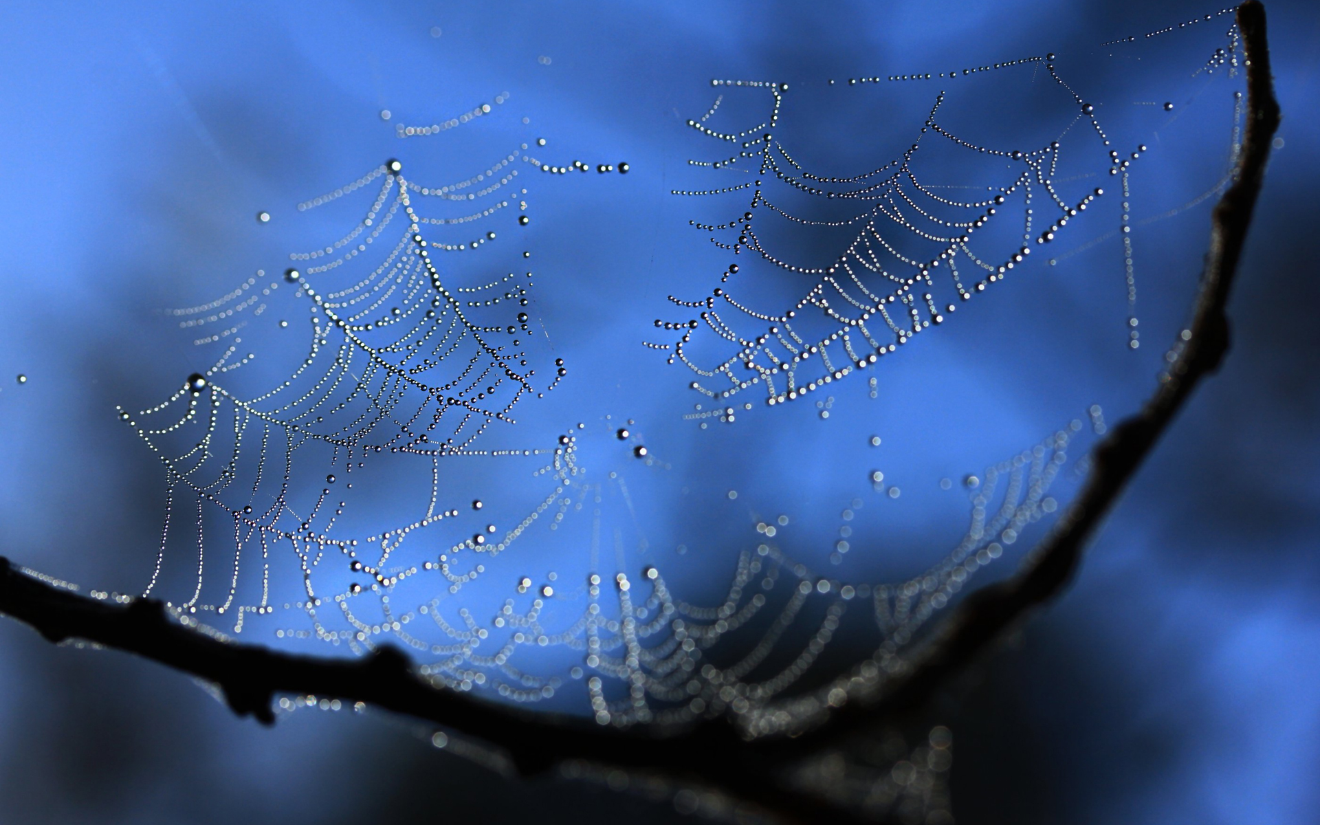 無料モバイル壁紙クモの巣, 写真撮影をダウンロードします。