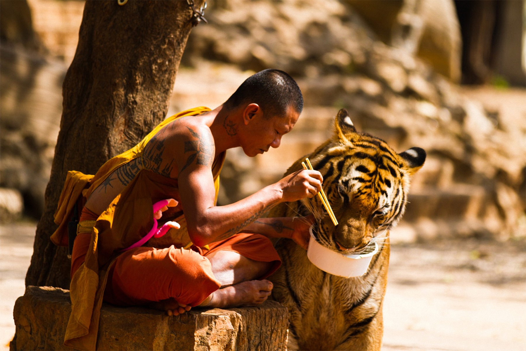1468372 скачать картинку монах, тигр, религиозные - обои и заставки бесплатно