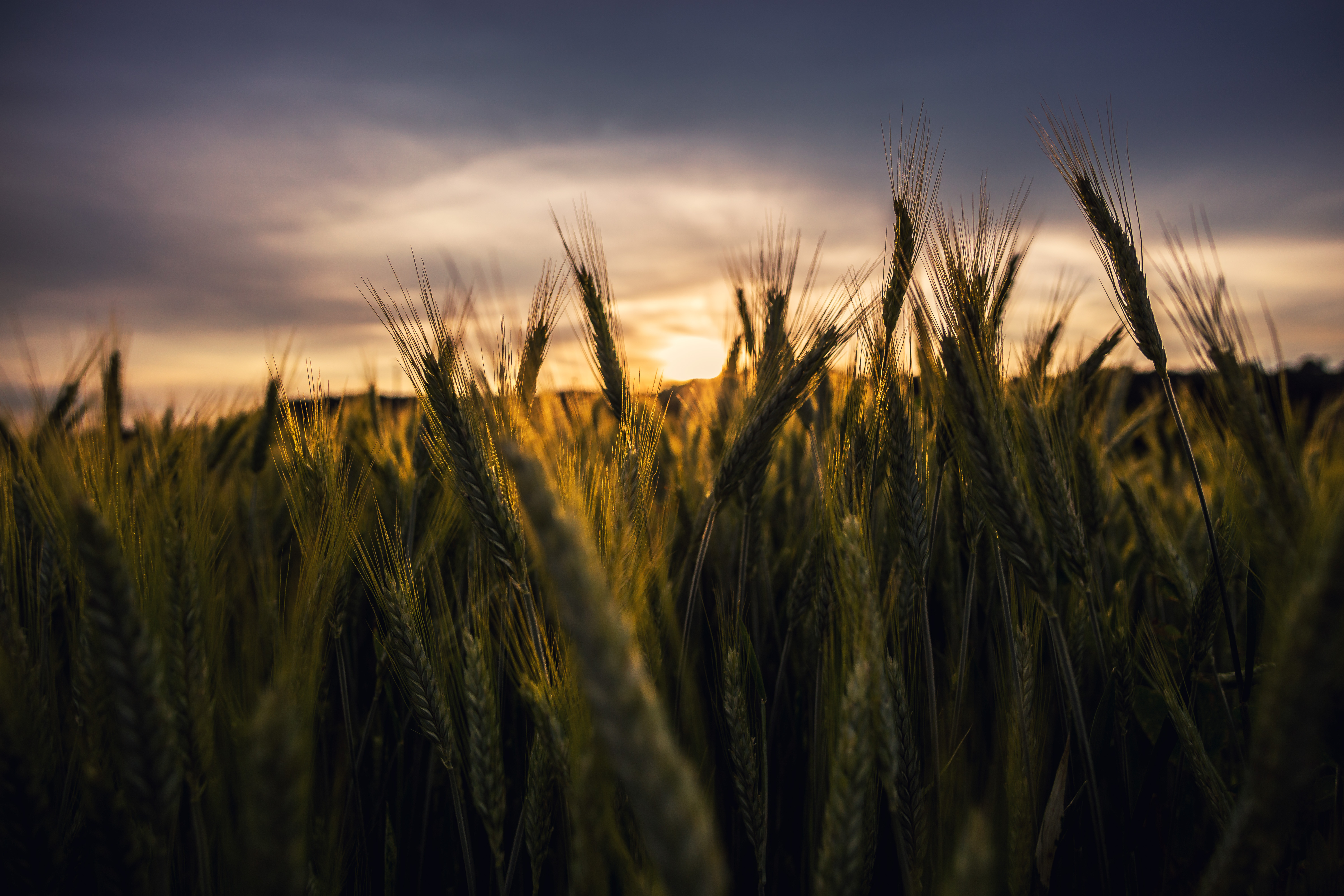 Download mobile wallpaper Landscape, Nature, Sunset, Wheat, Macro, Earth, Field, Bokeh for free.