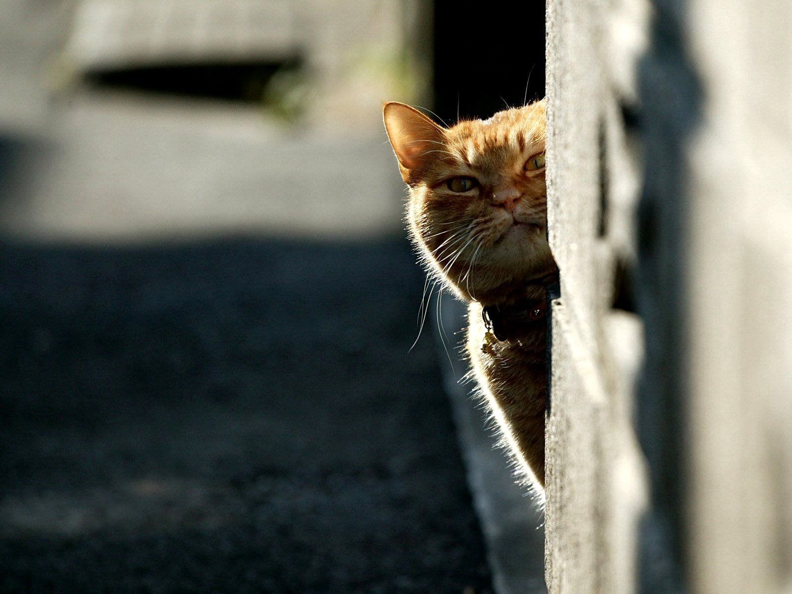 Free download wallpaper Animals, Shine, Look Out, Light, Peek Out, Cat on your PC desktop