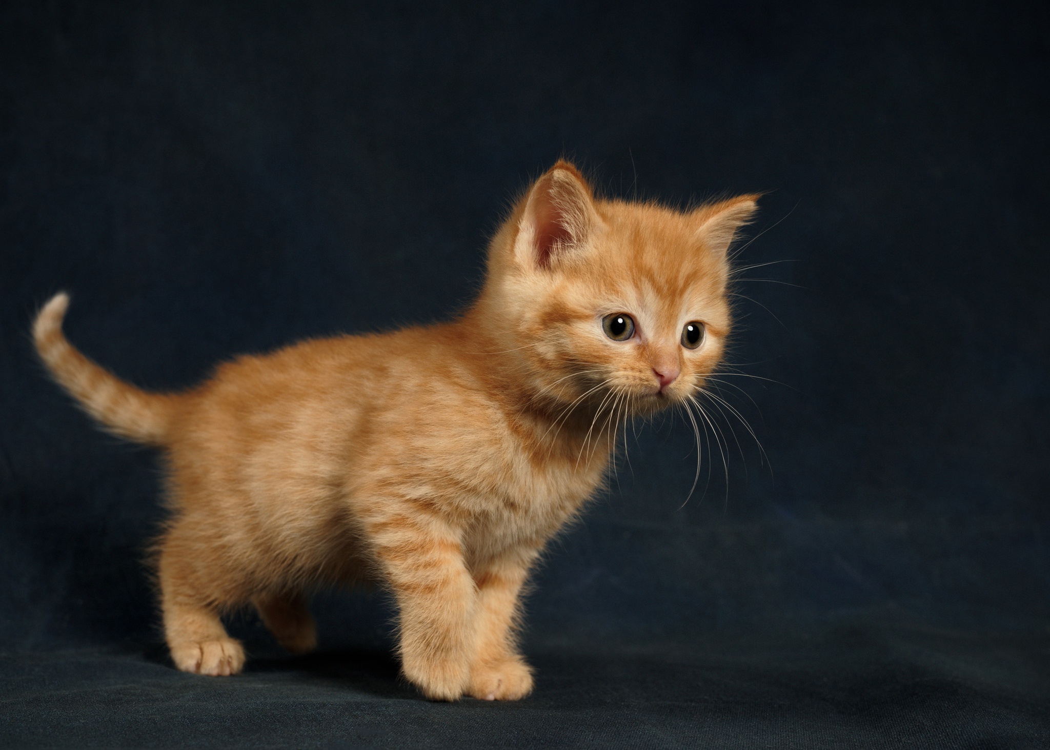 無料モバイル壁紙動物, ネコ, 猫, 子猫, 赤ちゃん動物をダウンロードします。