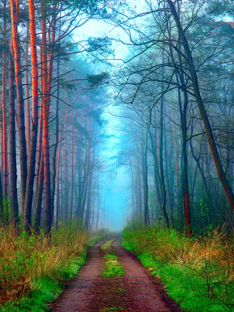 Download mobile wallpaper Road, Forest, Path, Man Made, Dirt Road for free.