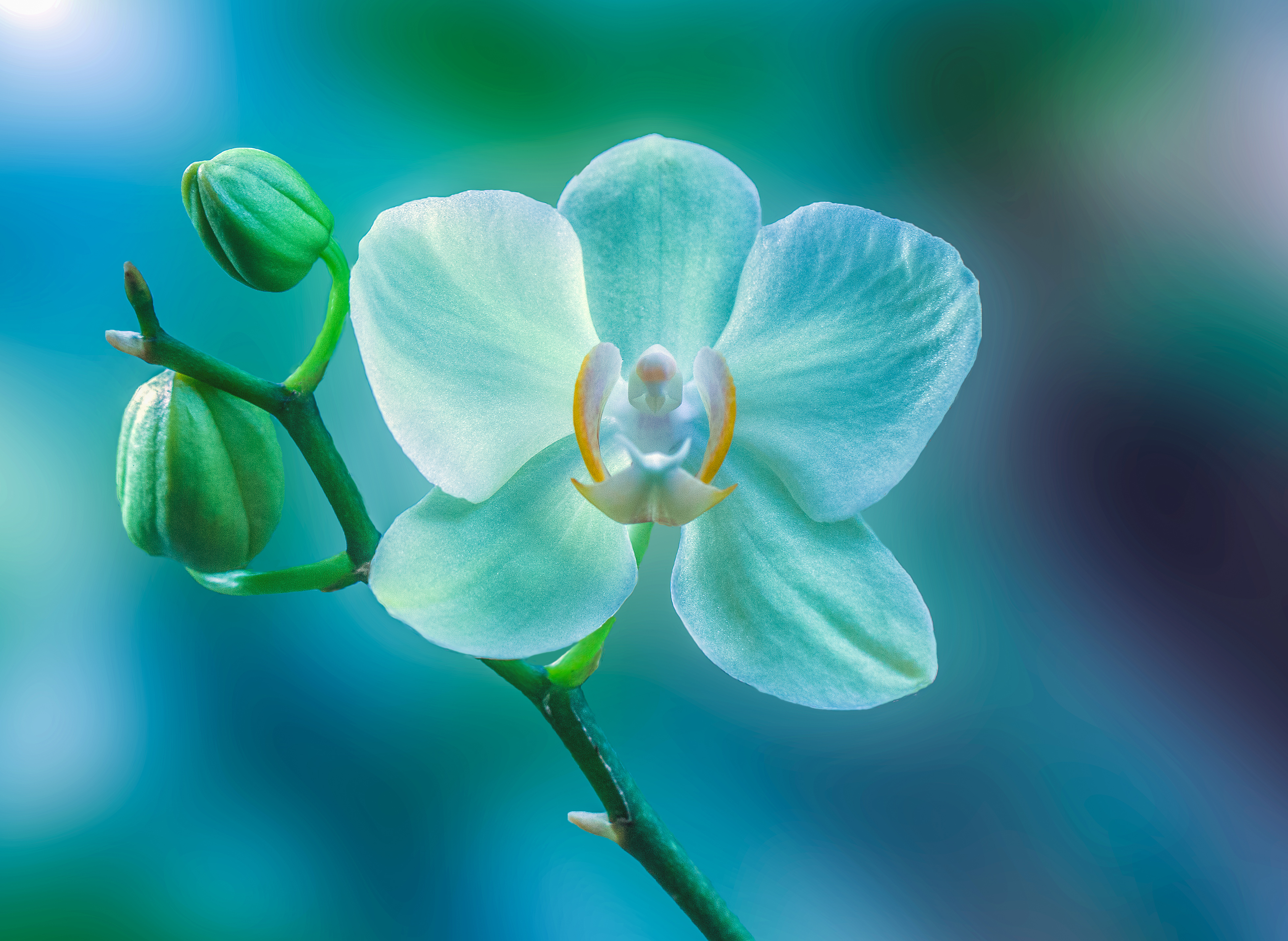Download mobile wallpaper Flowers, Flower, Earth, Orchid, Blue Flower for free.
