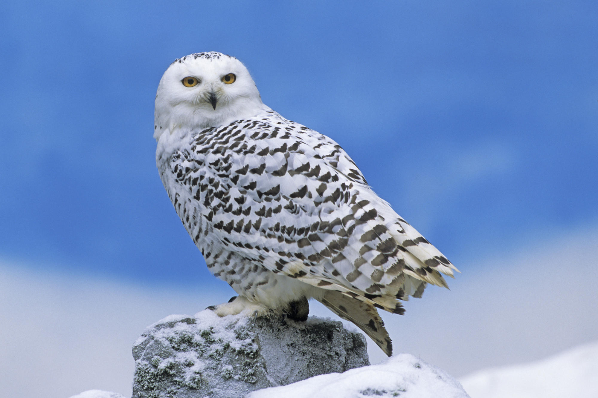 Free download wallpaper Bird, Animal, Snowy Owl on your PC desktop
