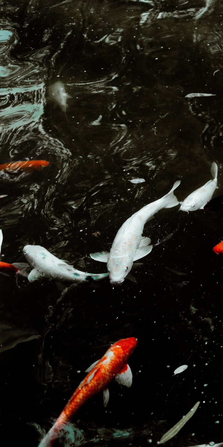 Download mobile wallpaper Fishes, Animal, Fish, Koi for free.