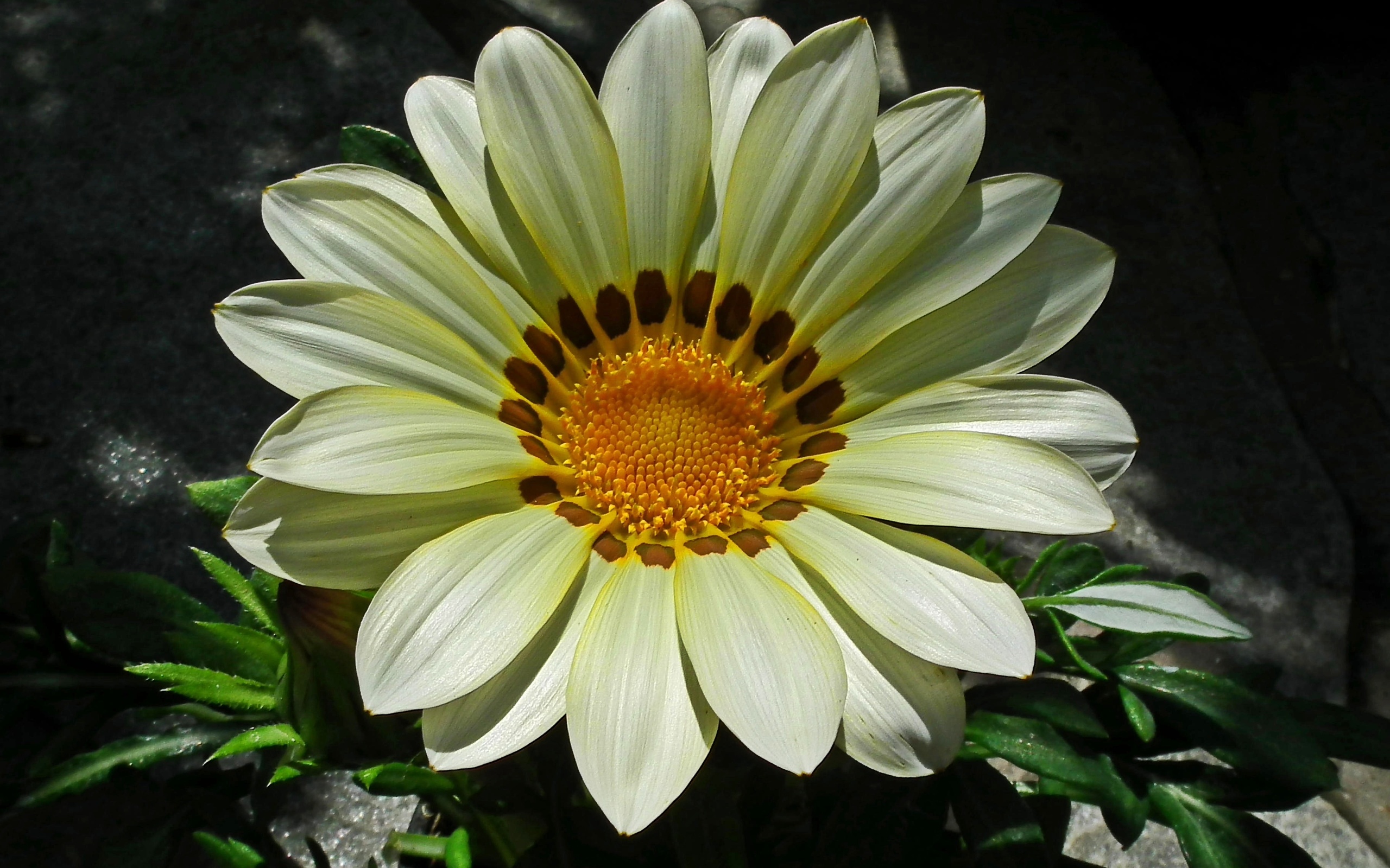 Baixe gratuitamente a imagem Flores, Flor, Terra/natureza na área de trabalho do seu PC