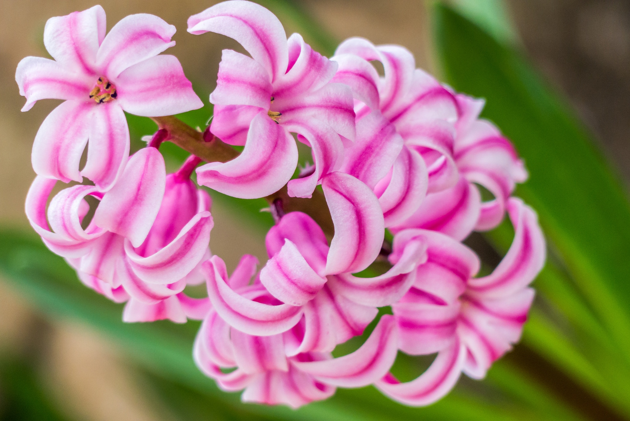 Download mobile wallpaper Nature, Flowers, Hyacinth, Flower, Earth, Pink Flower for free.