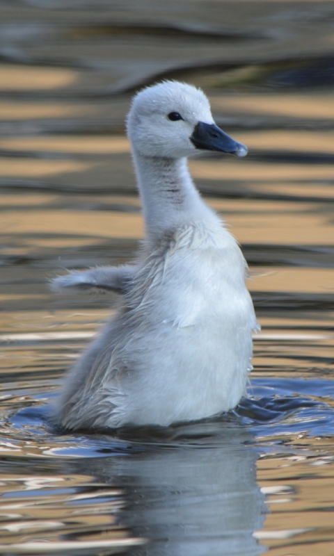 Download mobile wallpaper Birds, Bird, Animal, Swan for free.