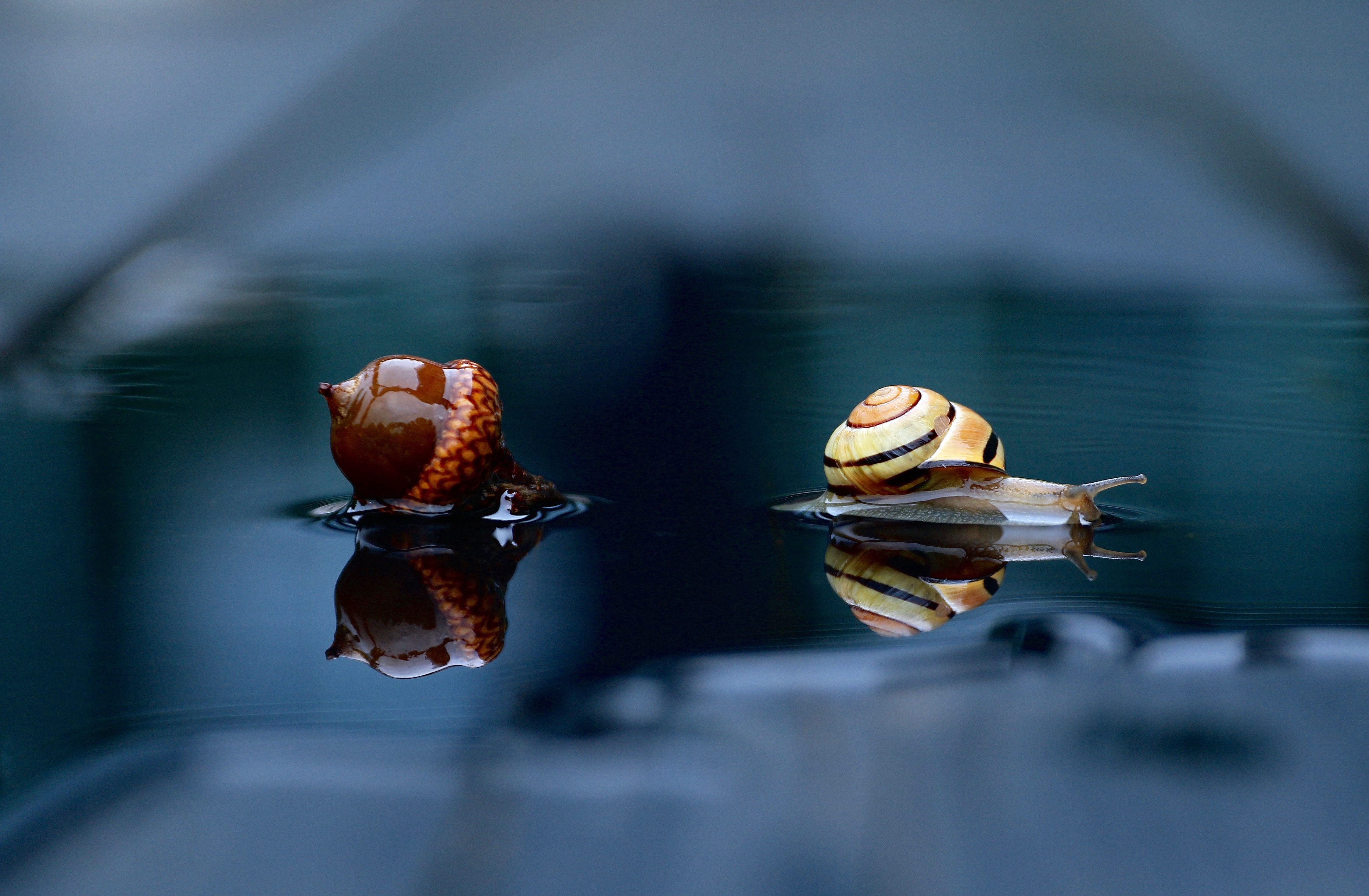 Download mobile wallpaper Water, Reflection, Animal, Snail, Acorn for free.