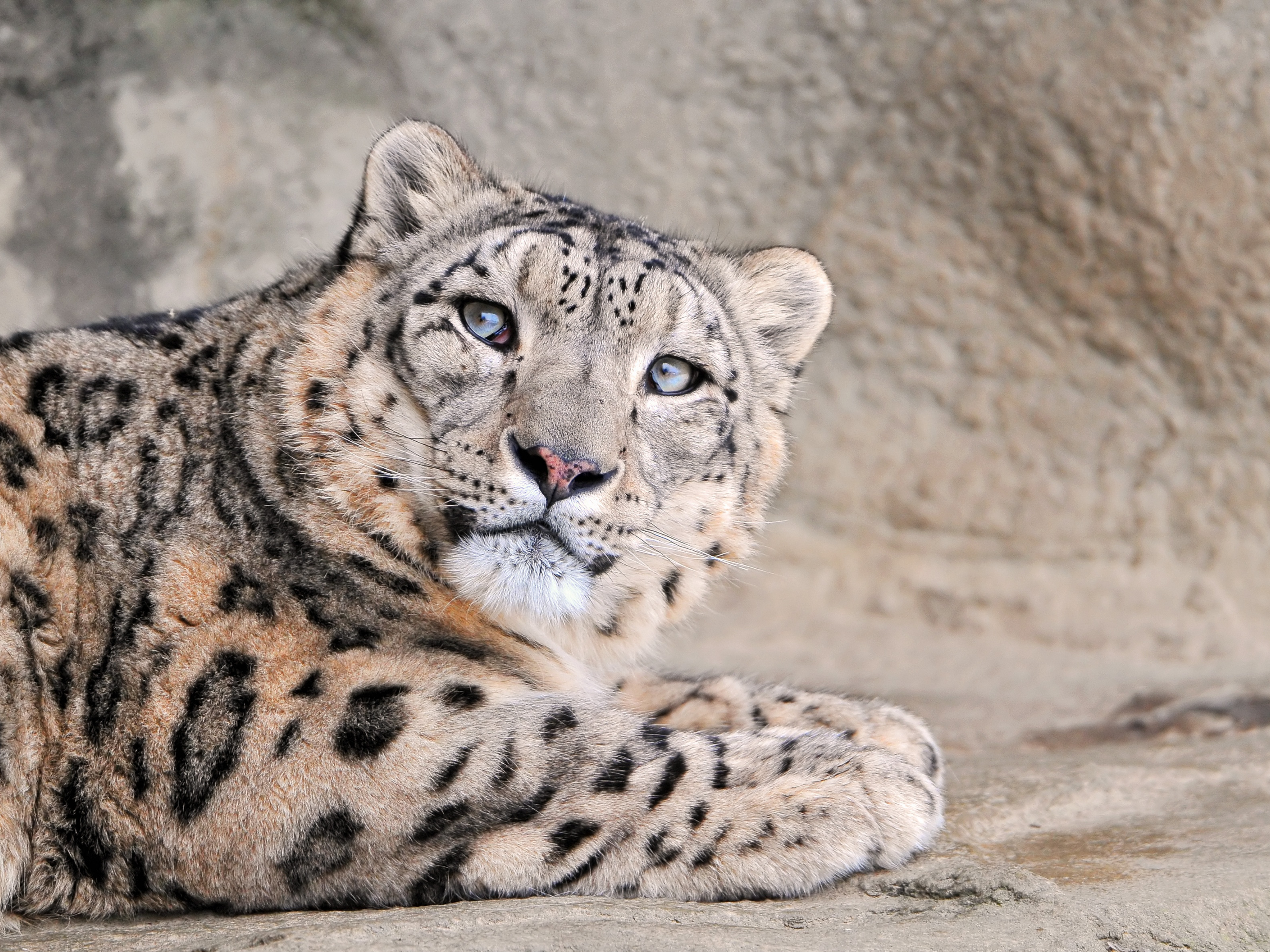 Baixe gratuitamente a imagem Animais, Gatos, Leopardo Das Neves na área de trabalho do seu PC