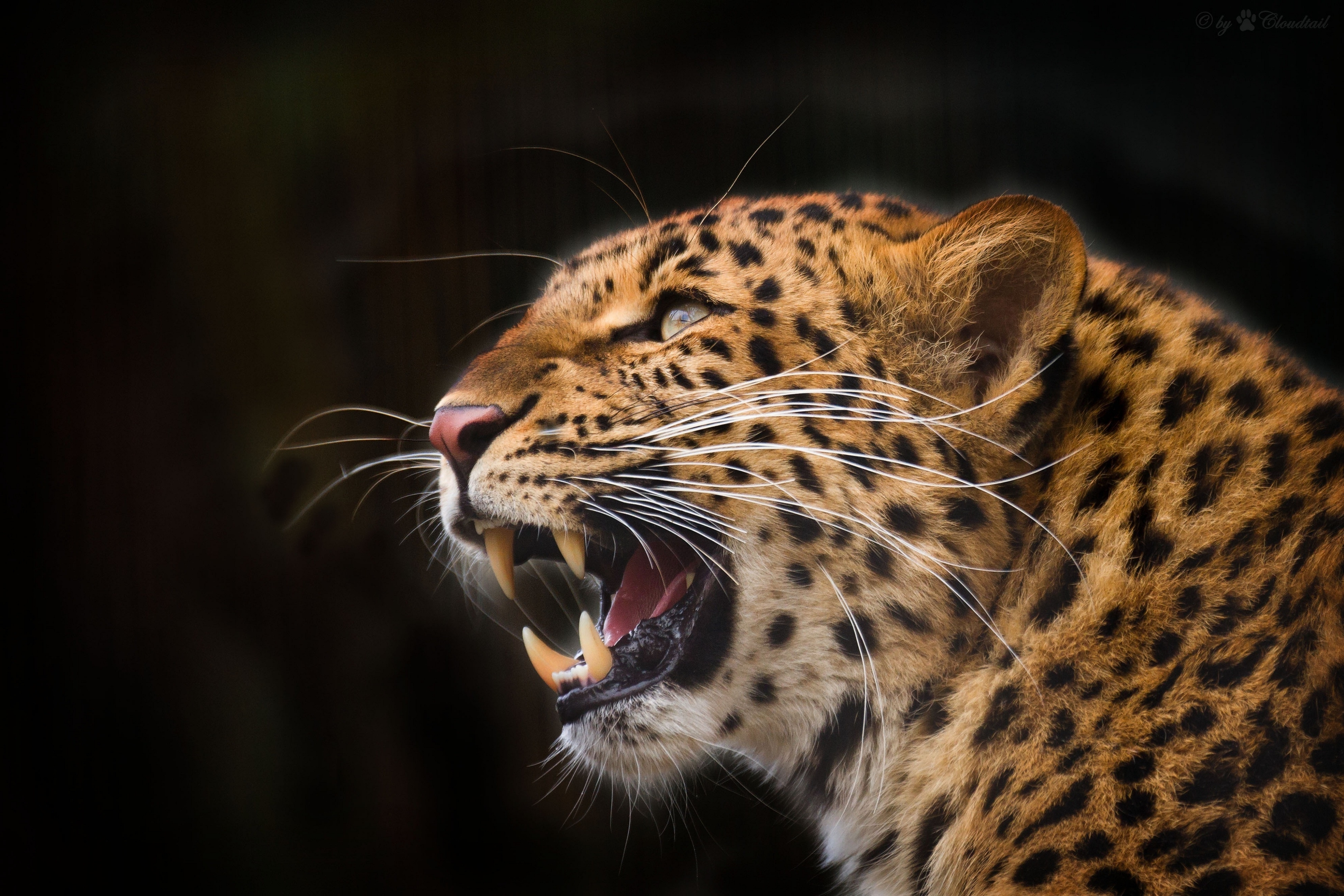 animals, leopard, grin, predator, fangs, to fall, mouth, black background
