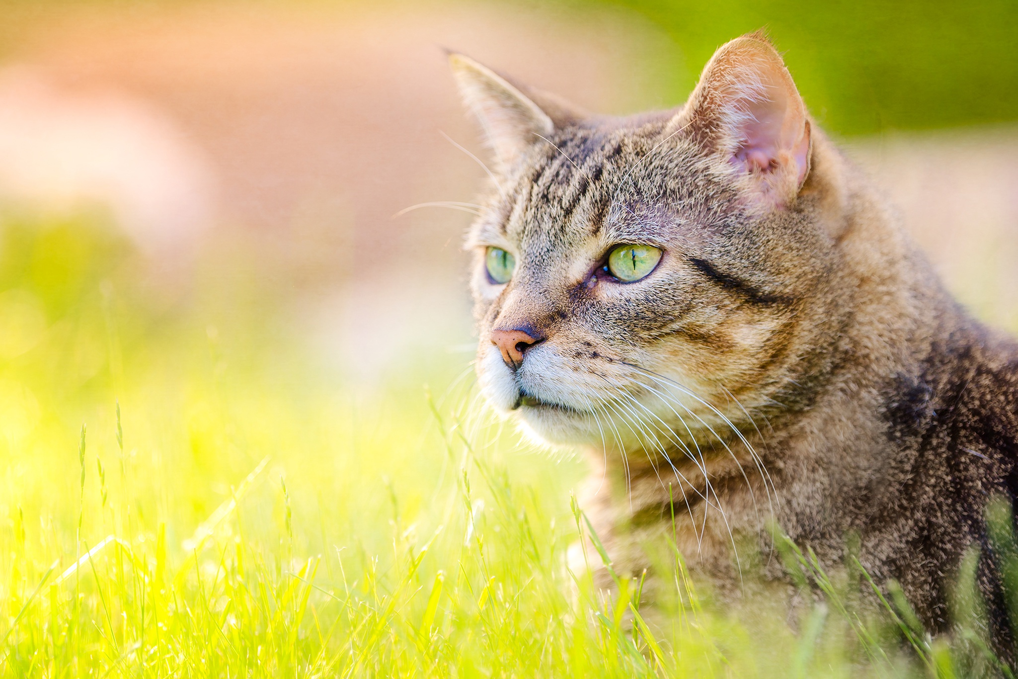 Handy-Wallpaper Katze, Katzen, Tiere kostenlos herunterladen.