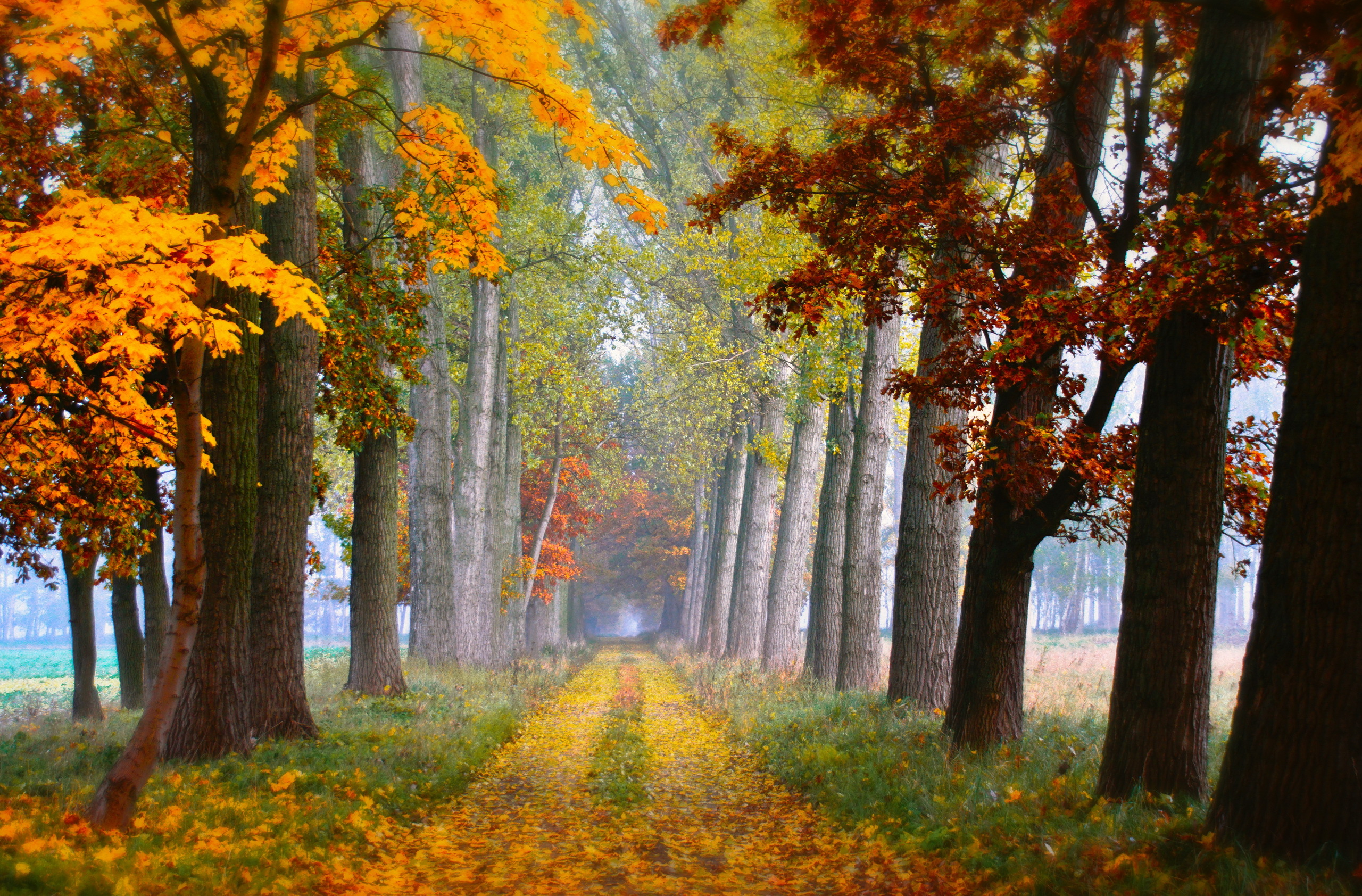 Download mobile wallpaper Nature, Tree, Fall, Earth, Path, Tree Lined, Dirt Road, Depth Of Field for free.