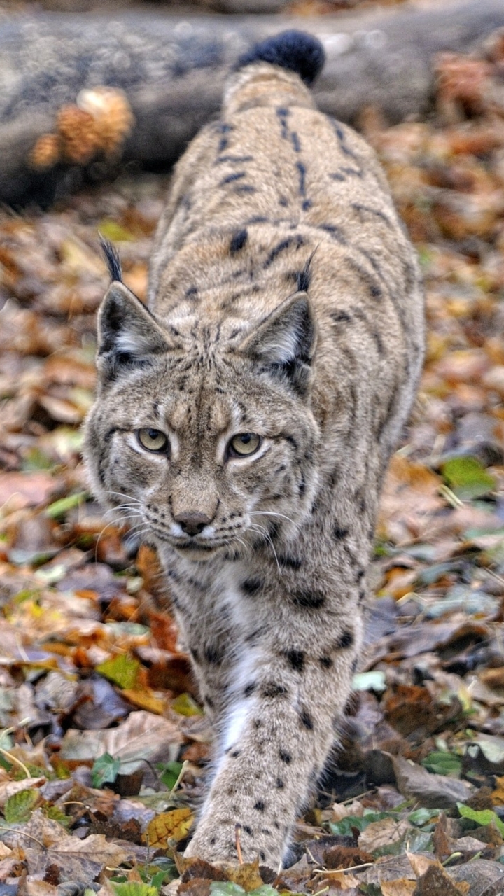 Download mobile wallpaper Cats, Animal, Lynx for free.