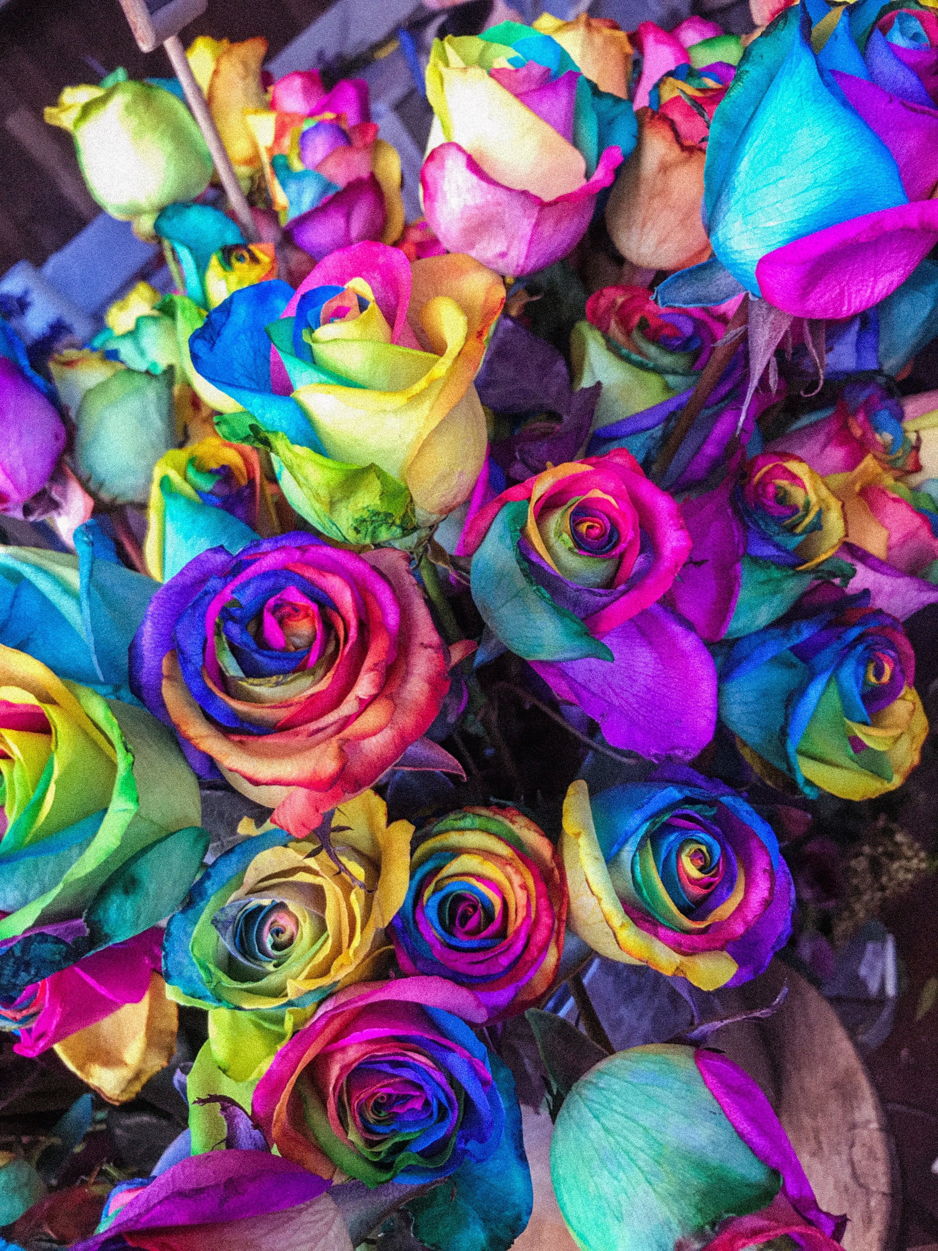 colourful, colorful, flowers, roses, multicolored, motley, bouquet