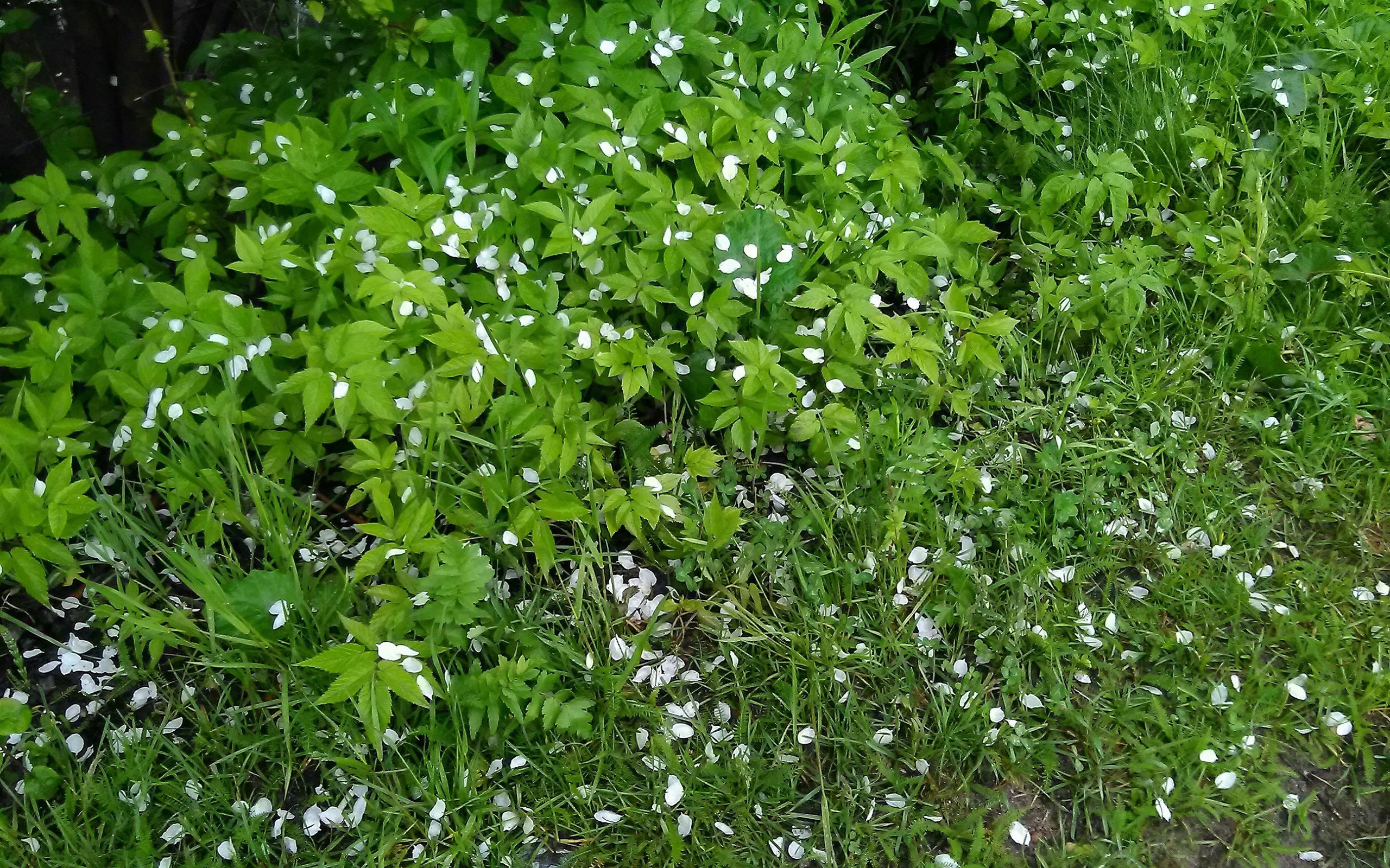 Free download wallpaper Grass, Plant, Earth, Petal on your PC desktop