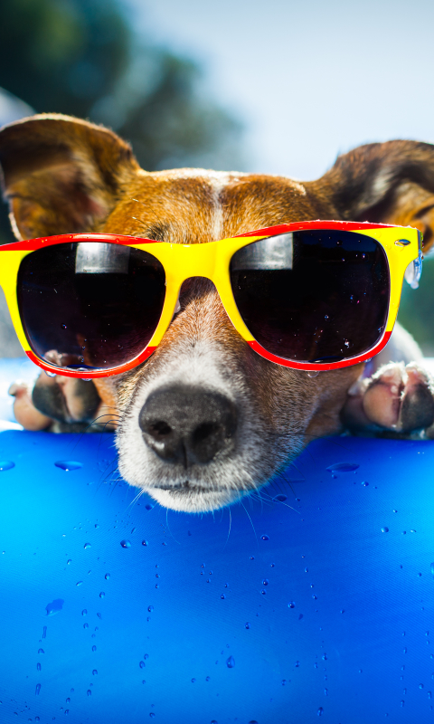 Handy-Wallpaper Tiere, Hunde, Sommer, Hund, Sonnenbrille, Jack Russell Terrier kostenlos herunterladen.