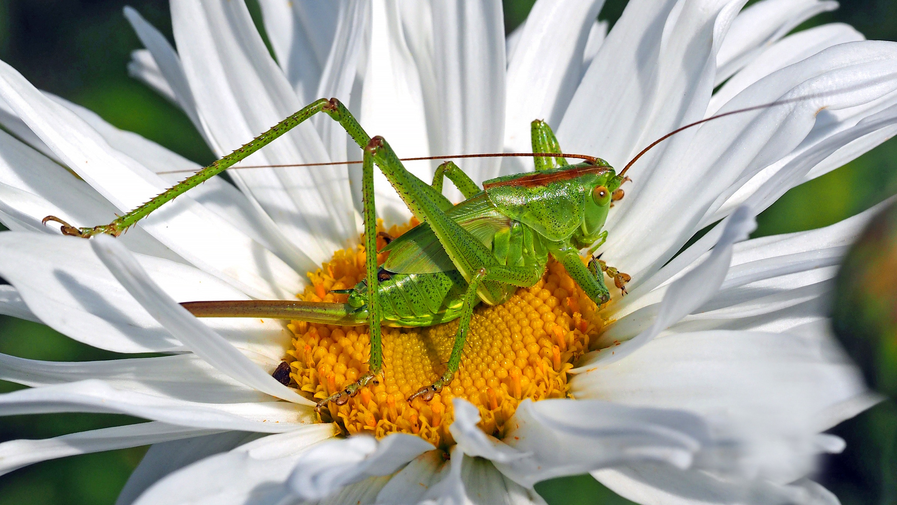 Download mobile wallpaper Flower, Macro, Insect, Animal, Chamomile, Grasshopper for free.
