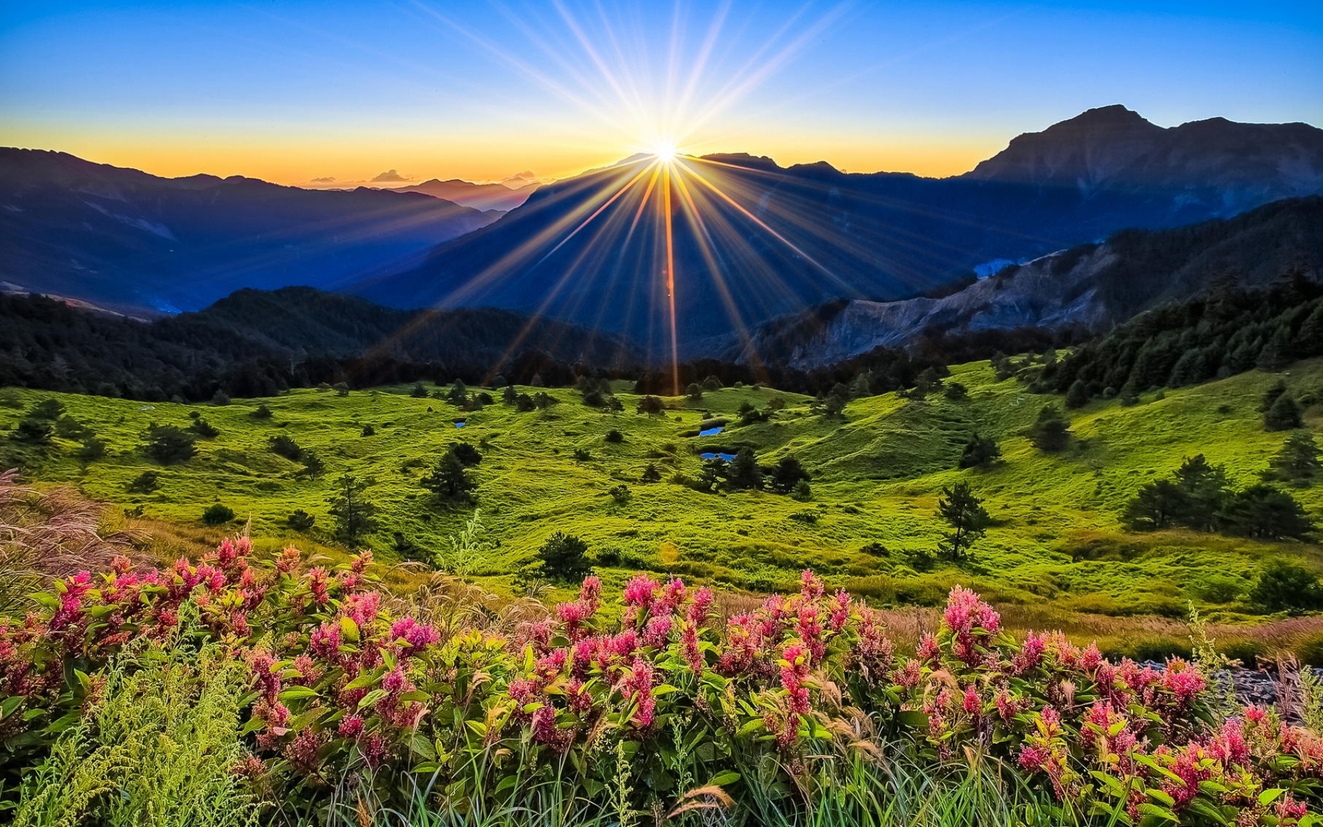 Free download wallpaper Landscape, Sun, Mountain, Flower, Sunrise, Earth, Field on your PC desktop