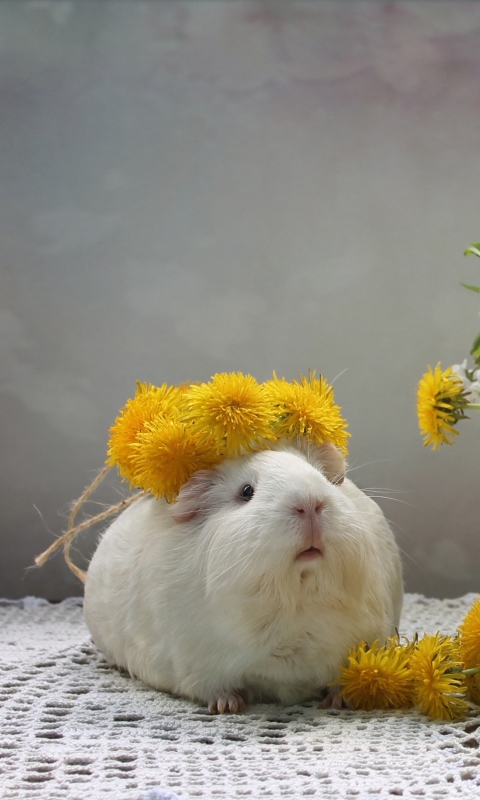 Download mobile wallpaper Flower, Animal, Guinea Pig, Dandelion for free.