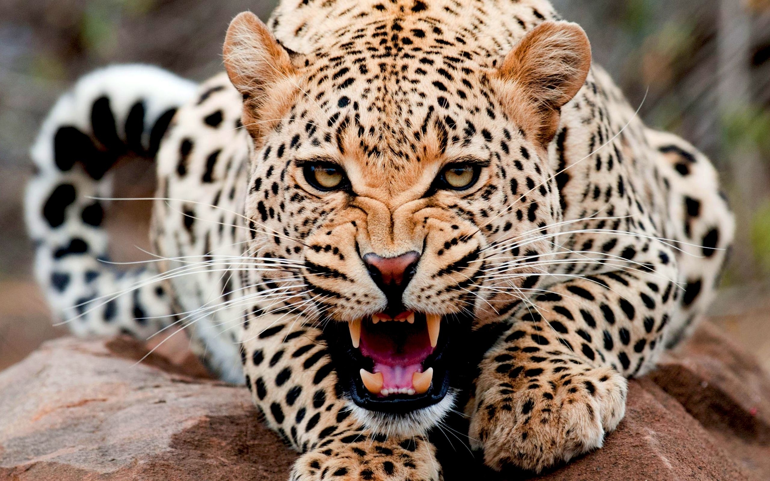 29484 скачать обои леопарды, животные, оранжевые - заставки и картинки бесплатно