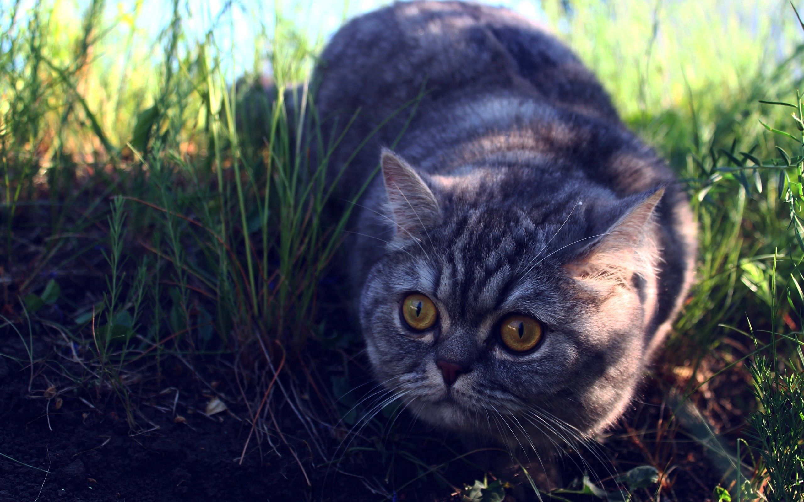 animals, grass, cat, shadow, fright, expectation, waiting